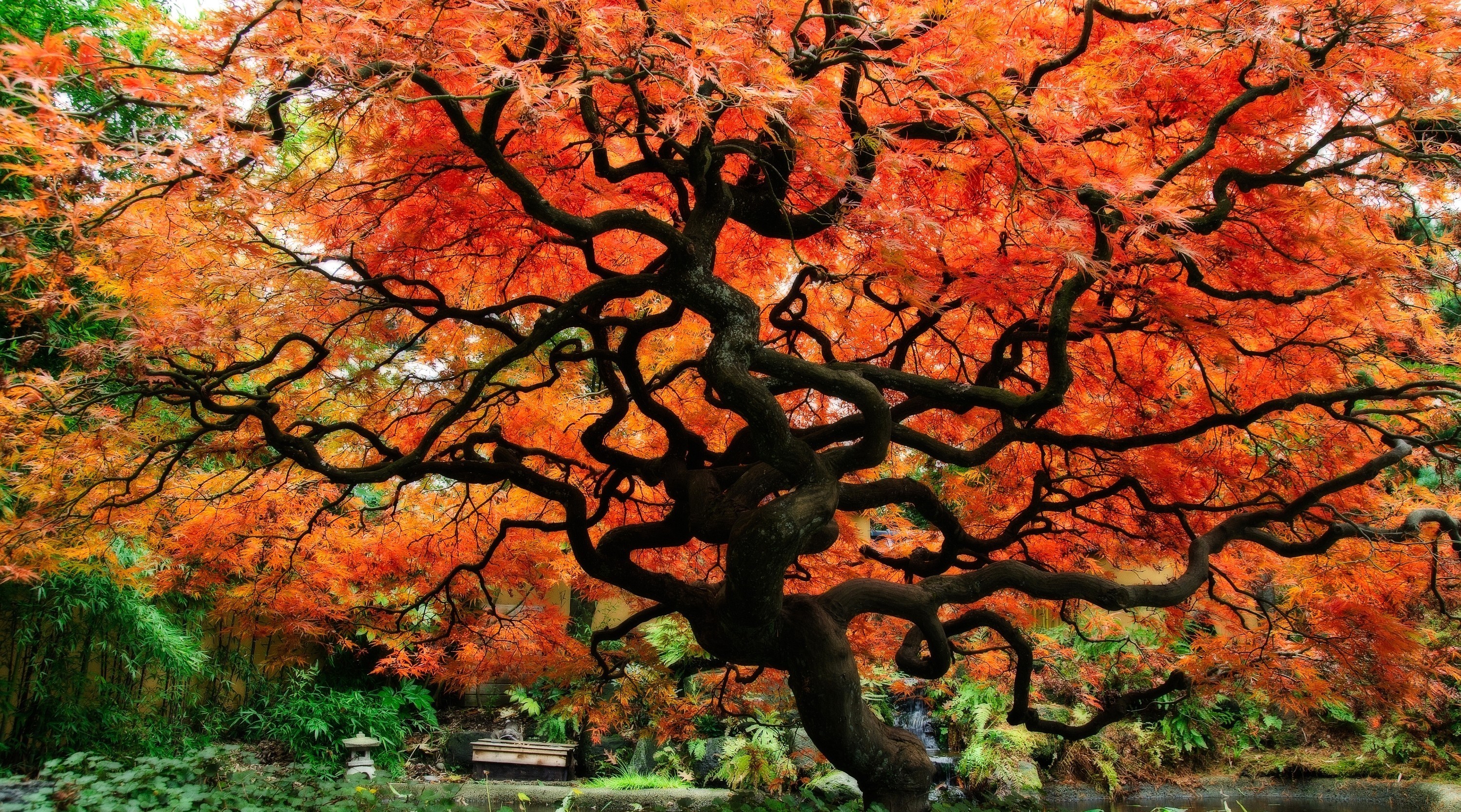 Fall Japan Japanese Garden Tree 3000x1668