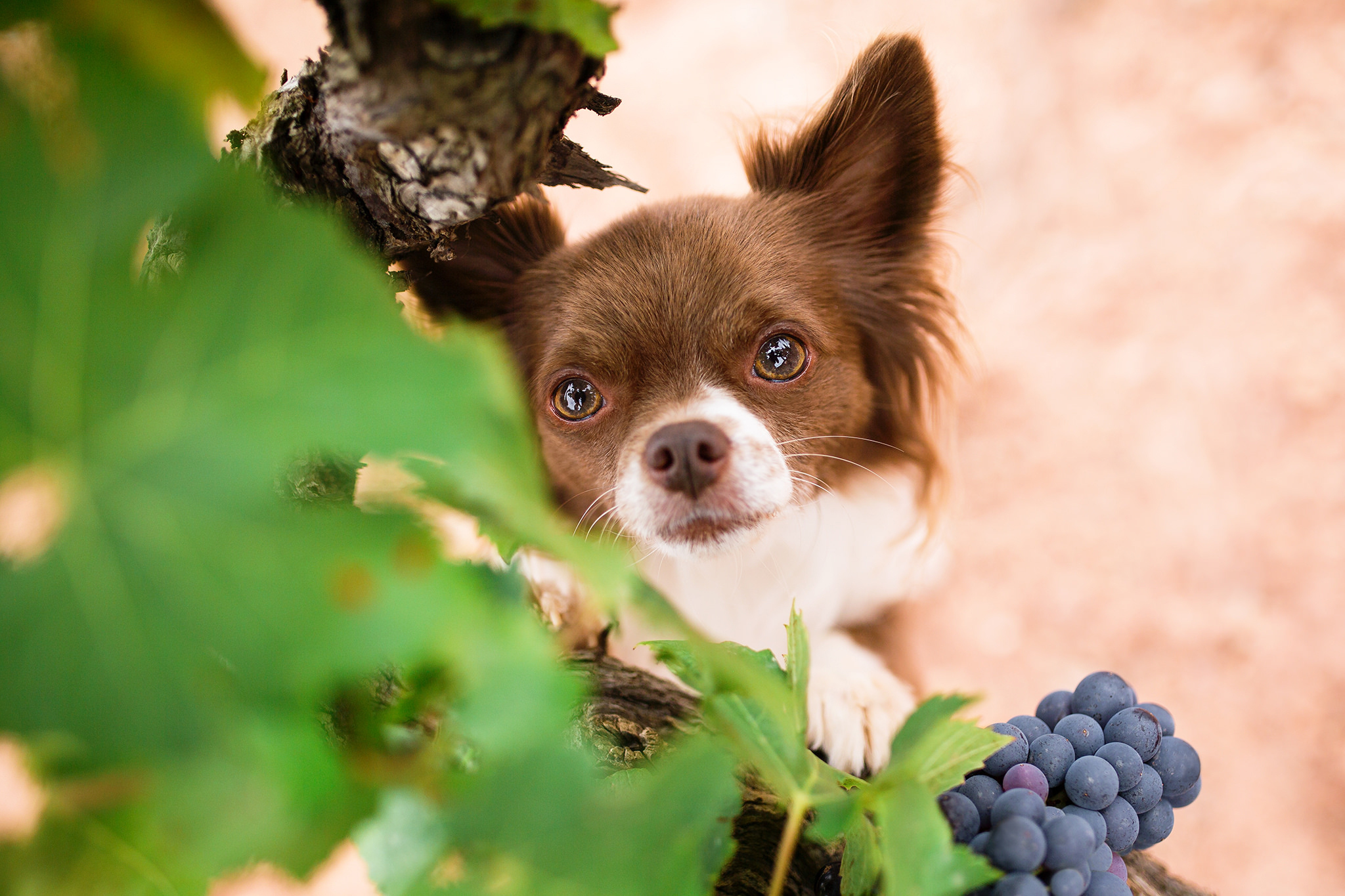 Chihuahua Dog 2048x1365