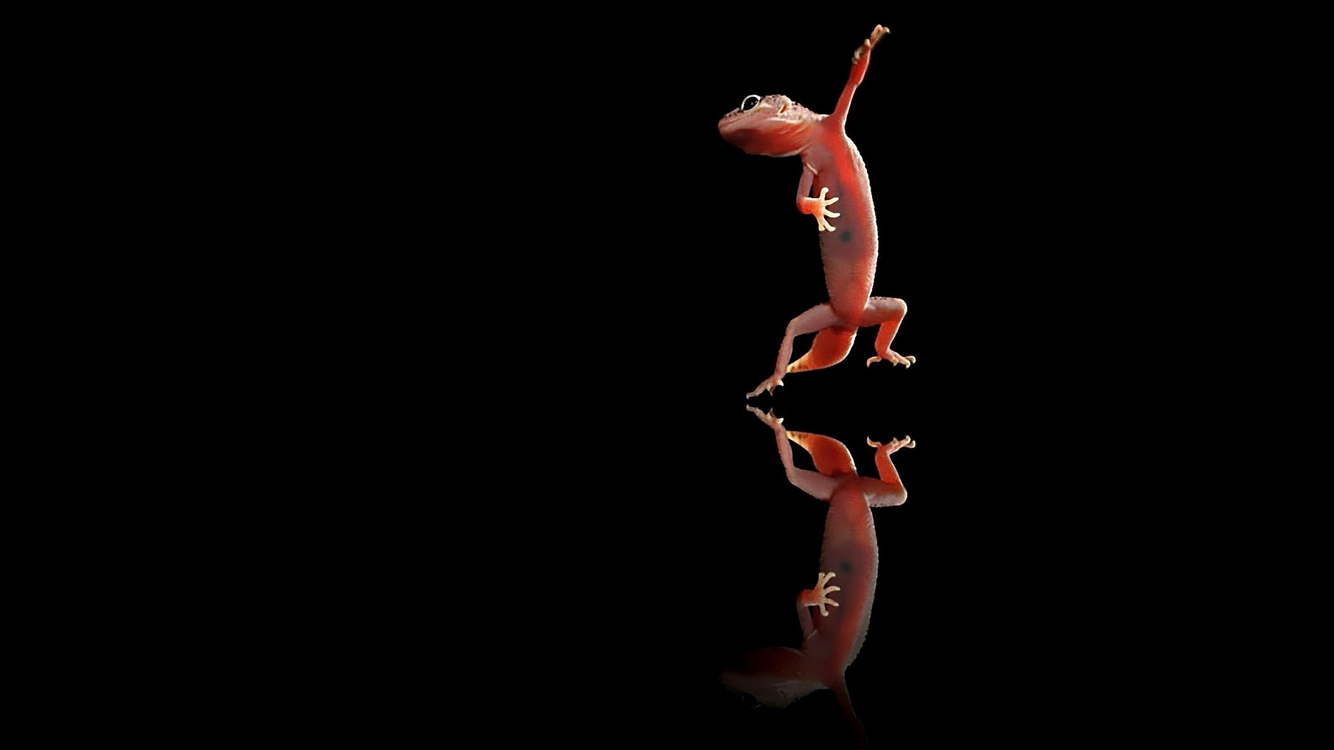 Animal Gecko 1920x1080