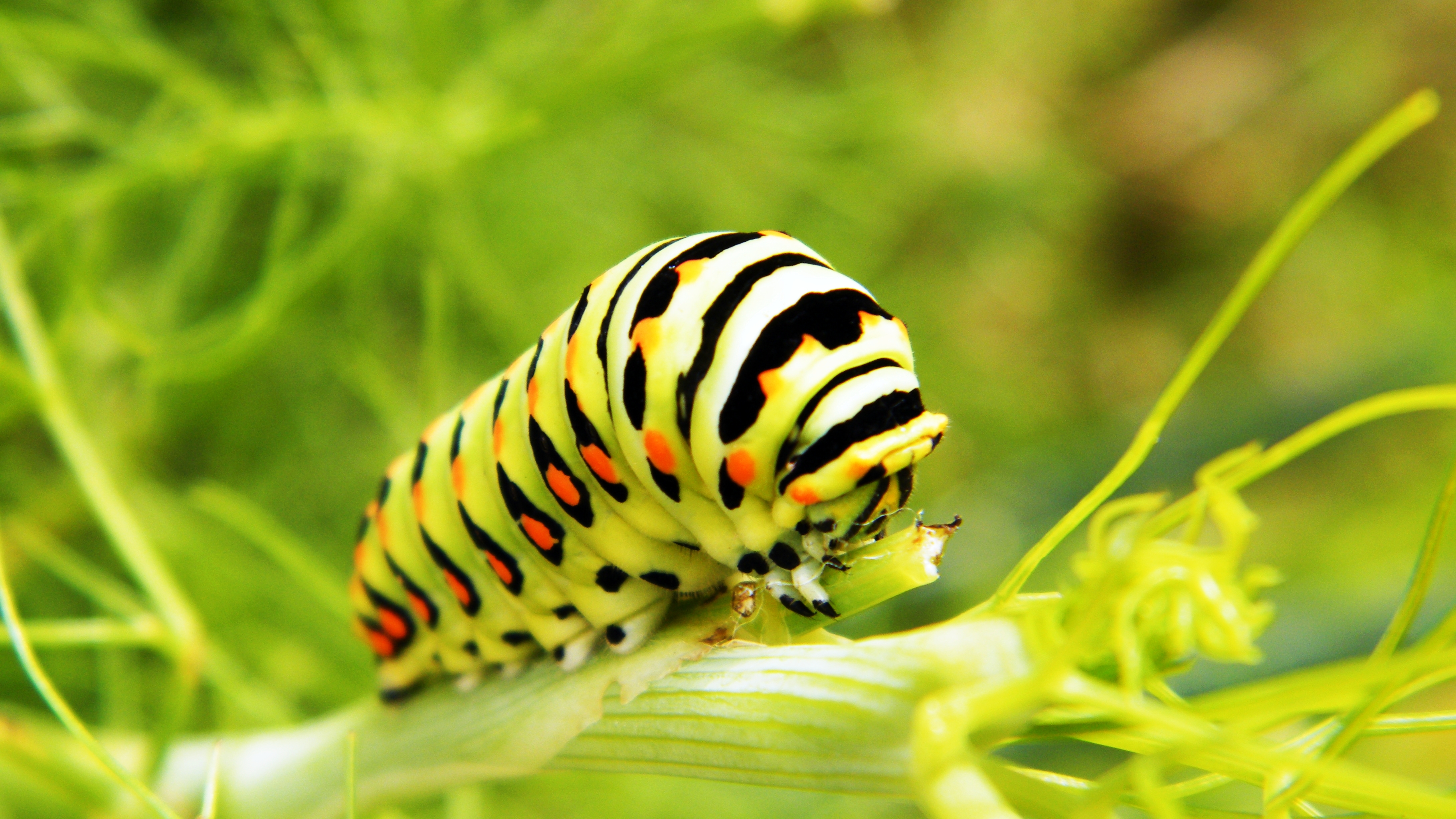 Animal Caterpillar 3648x2052