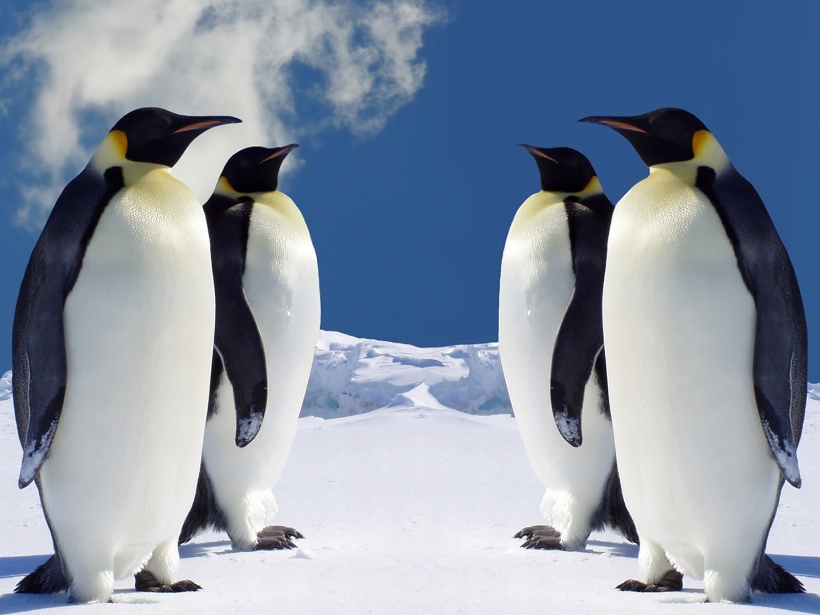 Animal Emperor Penguin 1600x1200
