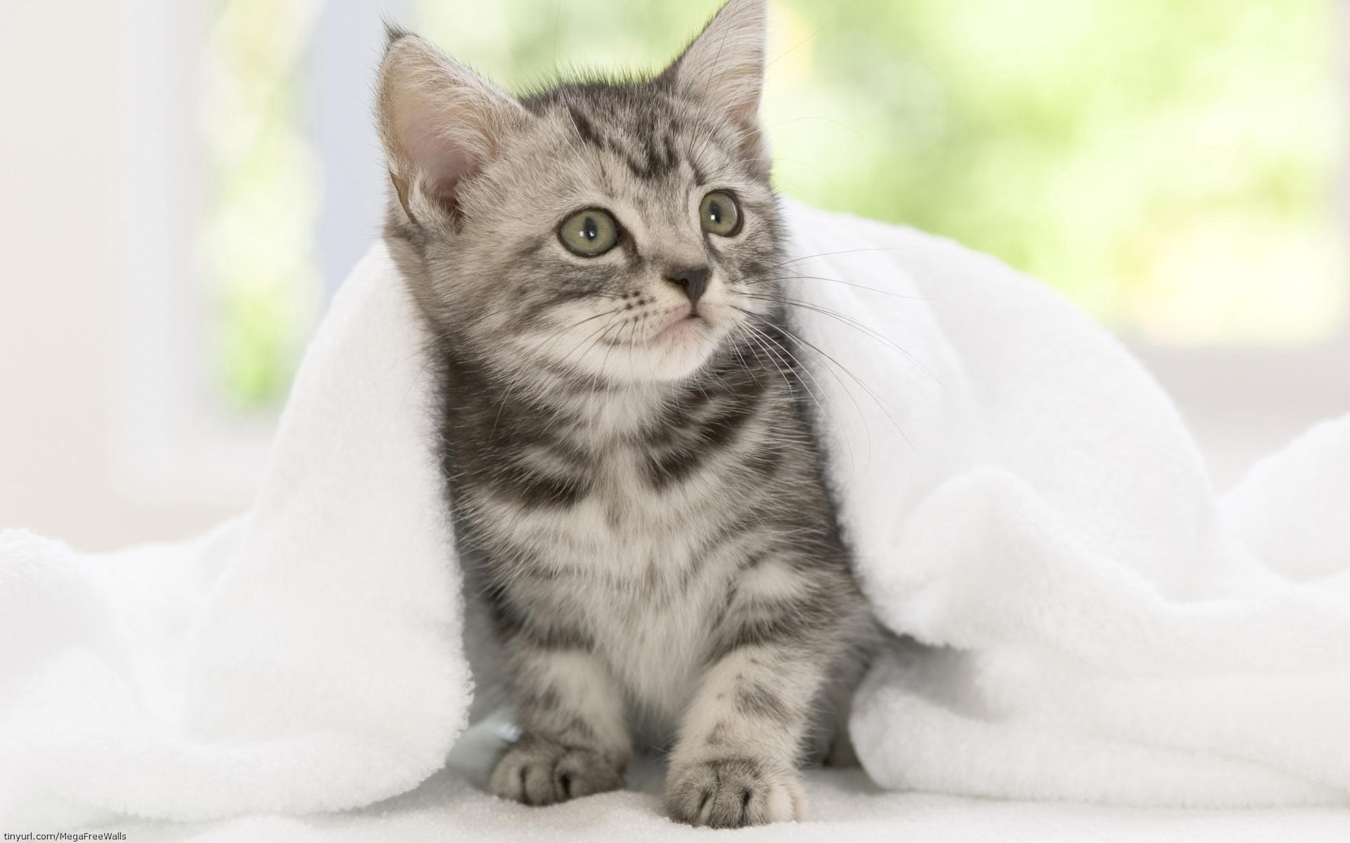 Blanket Cat Kitten Pet 1920x1200