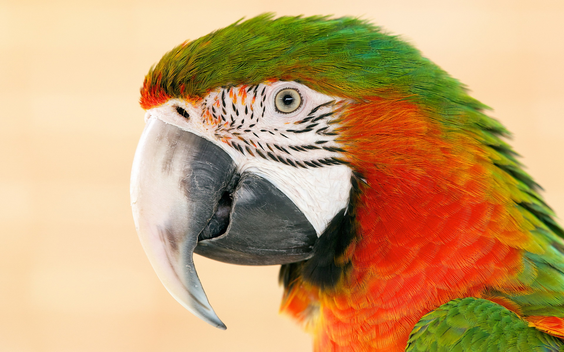 Animal Macaw 1920x1200