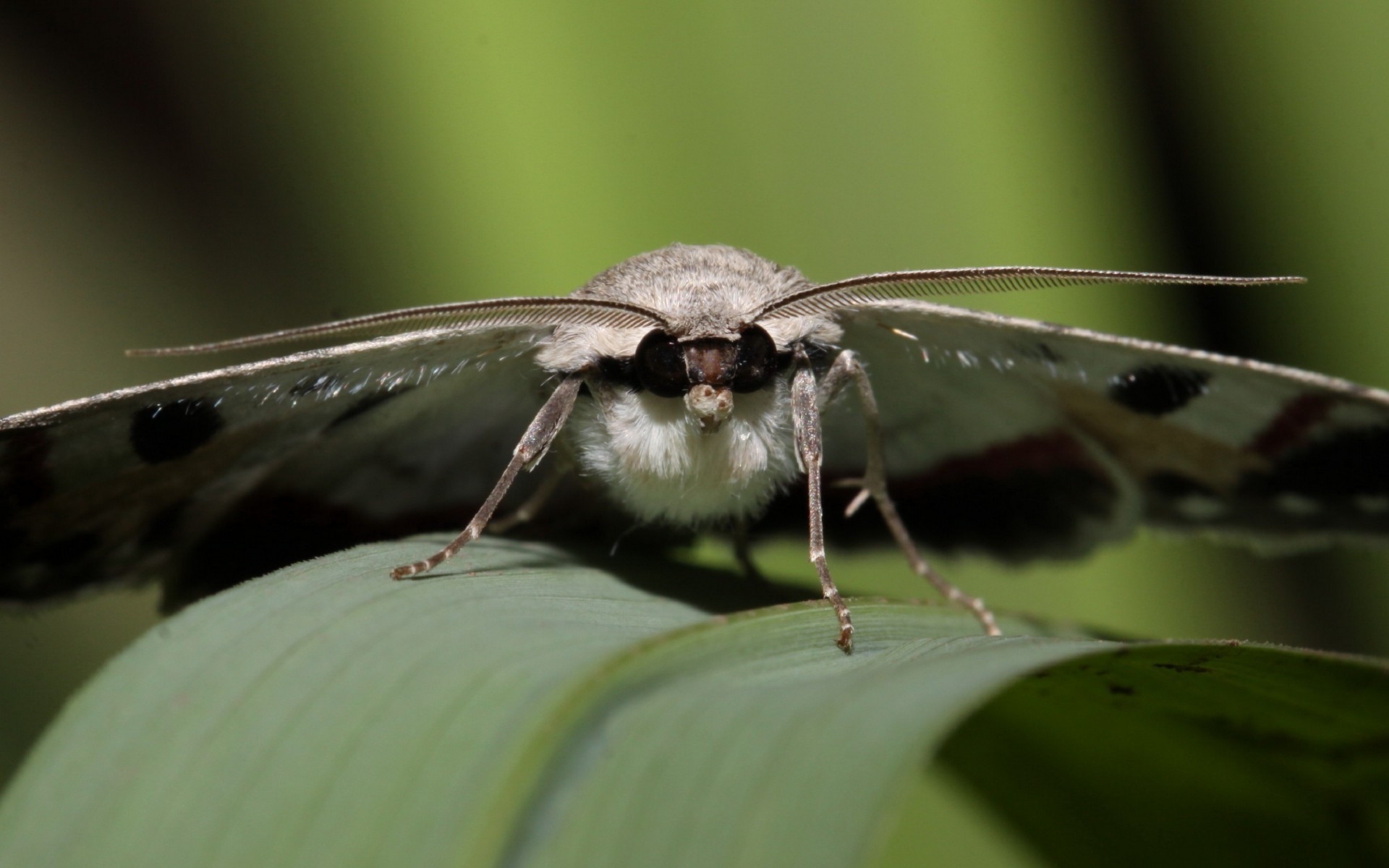 Animal Moth 1920x1200