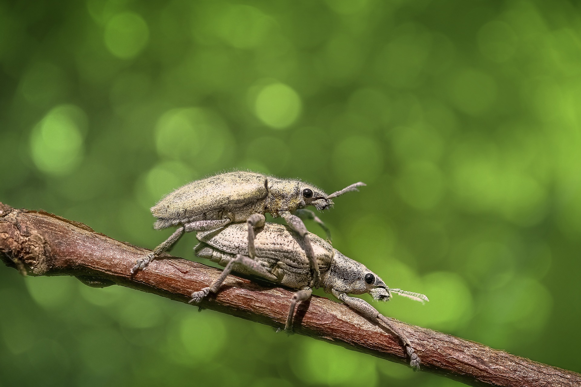 Beetle Bokeh Bug Close Up Green Insect Weevil 1920x1280