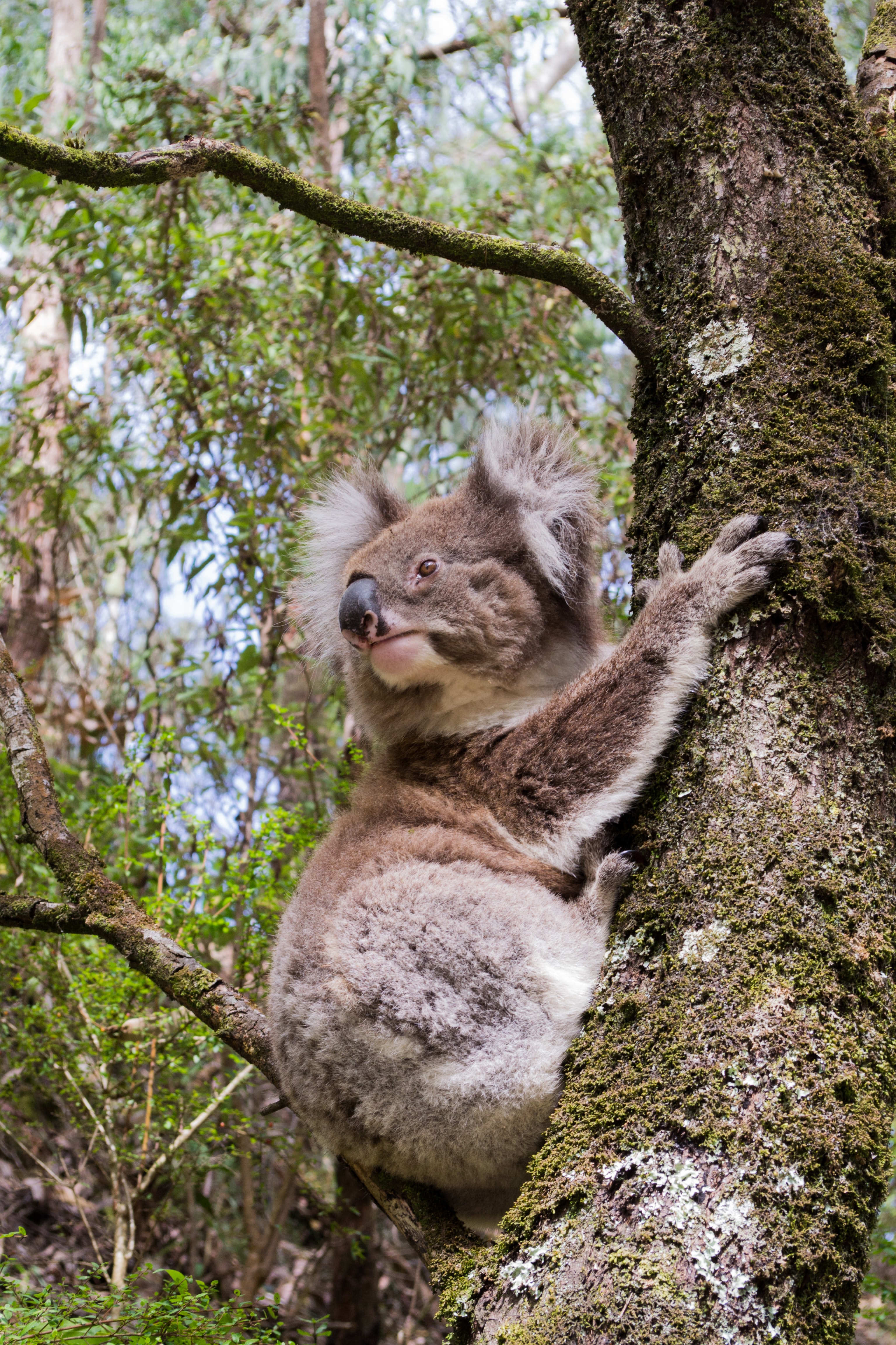 Koalas Australia Forest Nature Animals 3072x4608