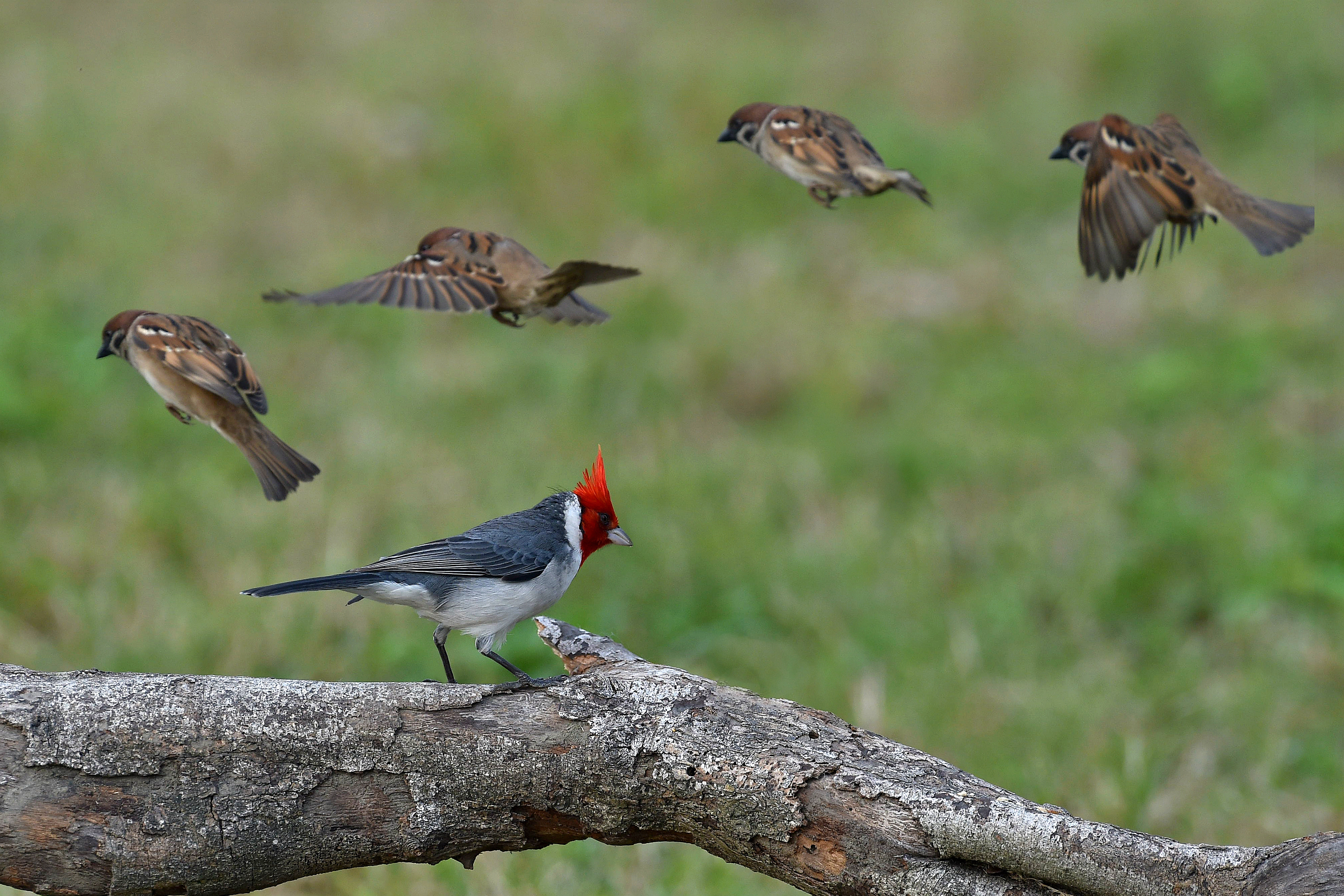 Bokeh Branch Cardinal Flight Red Crested Cardinal Sparrow 3000x2000