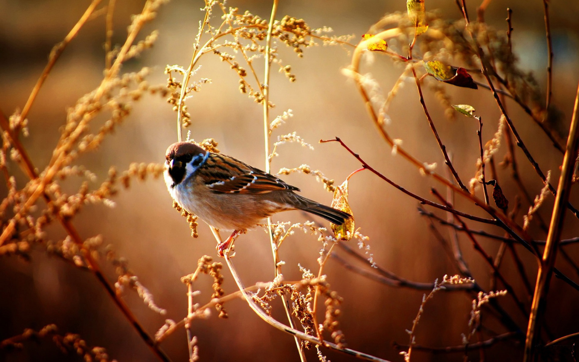 Animal Sparrow 1920x1200