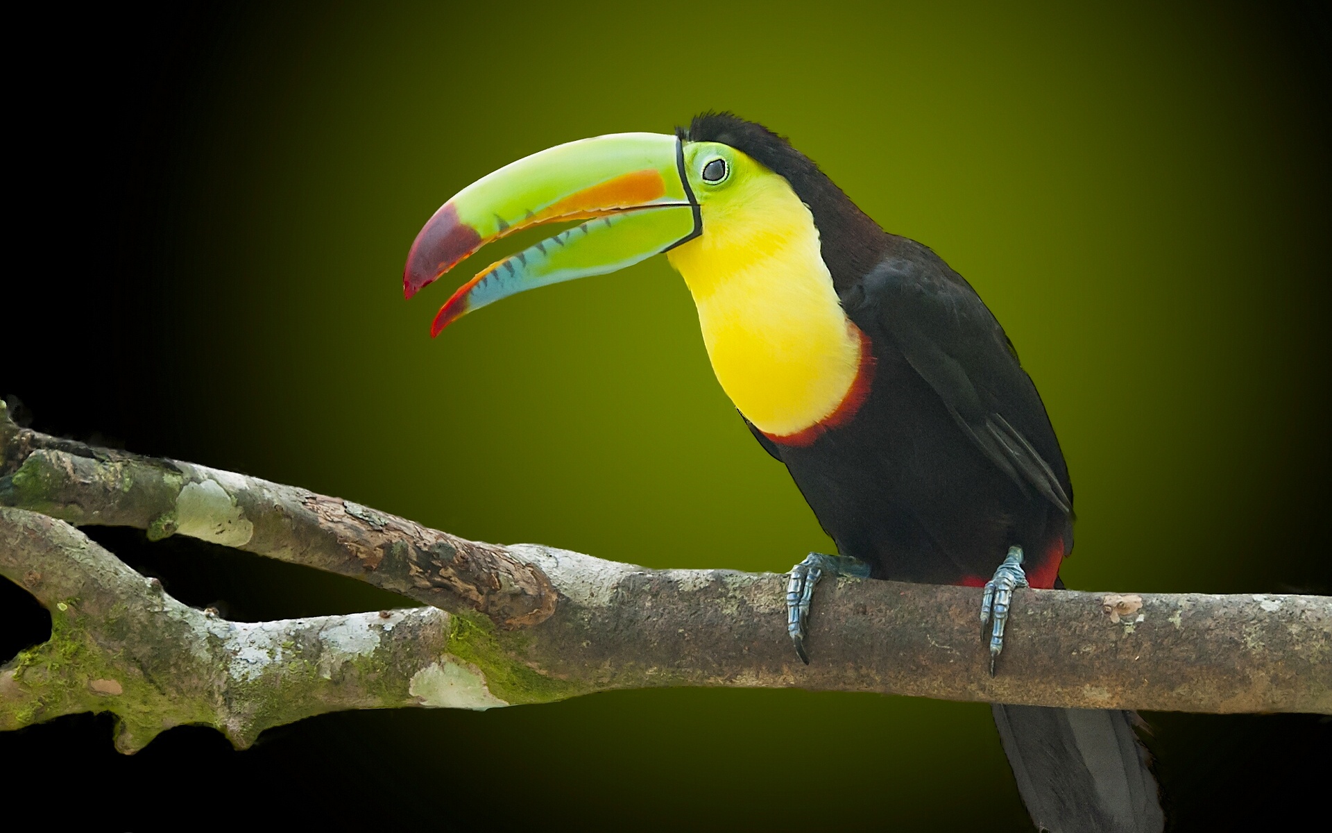 Beak Bird Toucan Wildlife 1920x1200