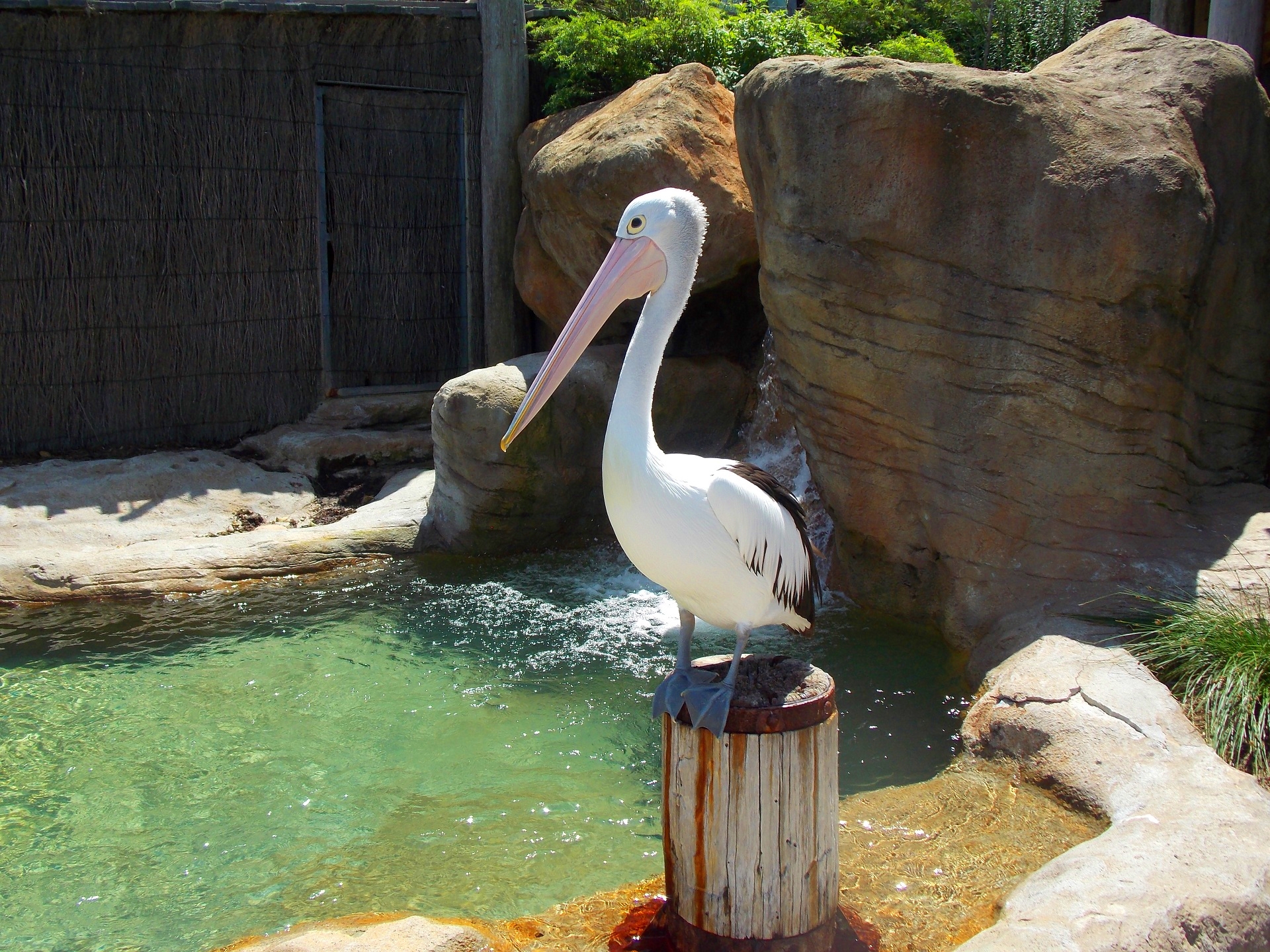 Animal Bird Pelican Zoo 1920x1440