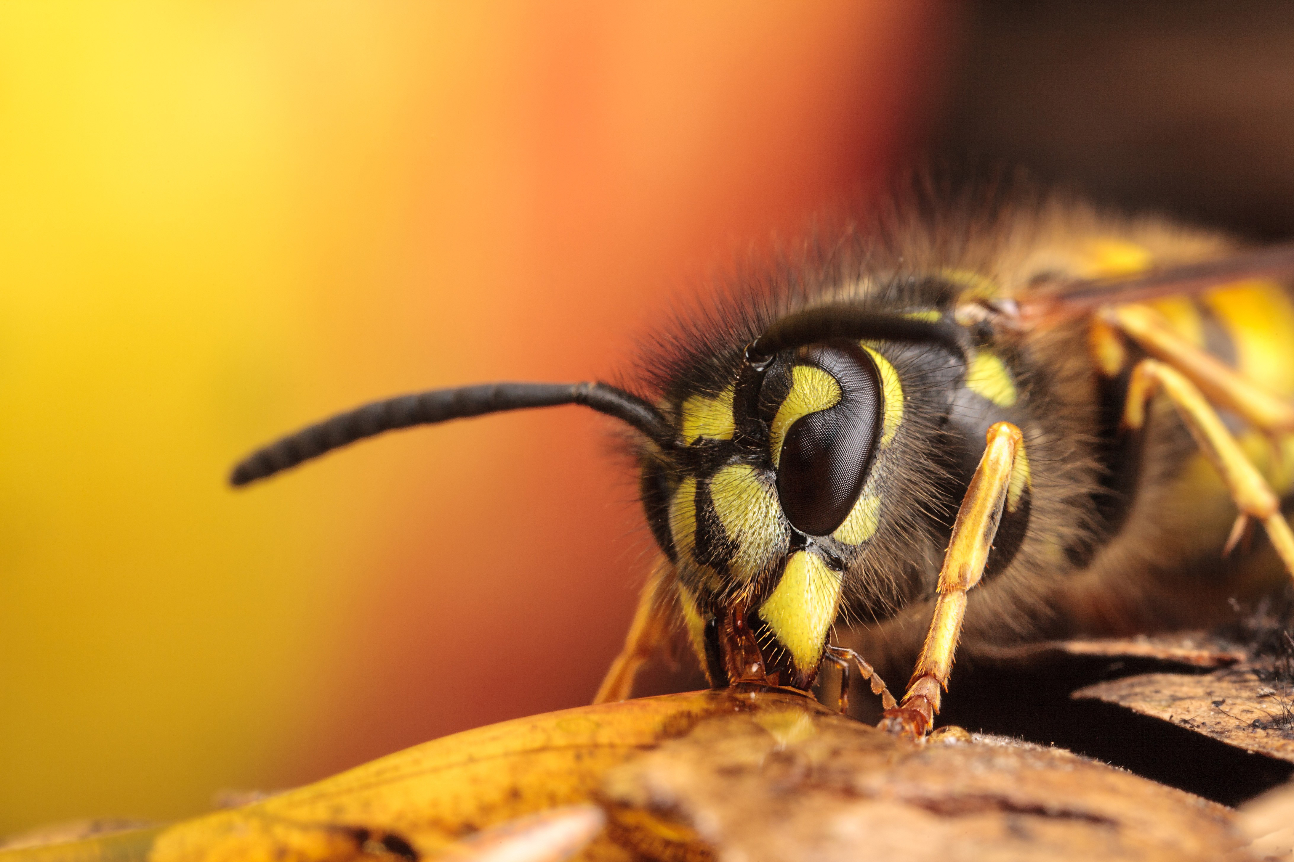 Insect Macro Wasp 4368x2912