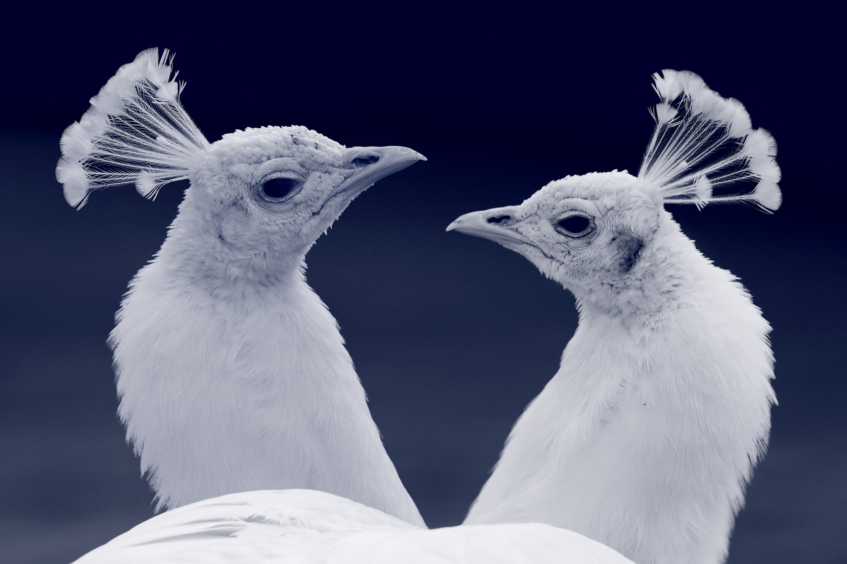 White Peafowl 1680x1120