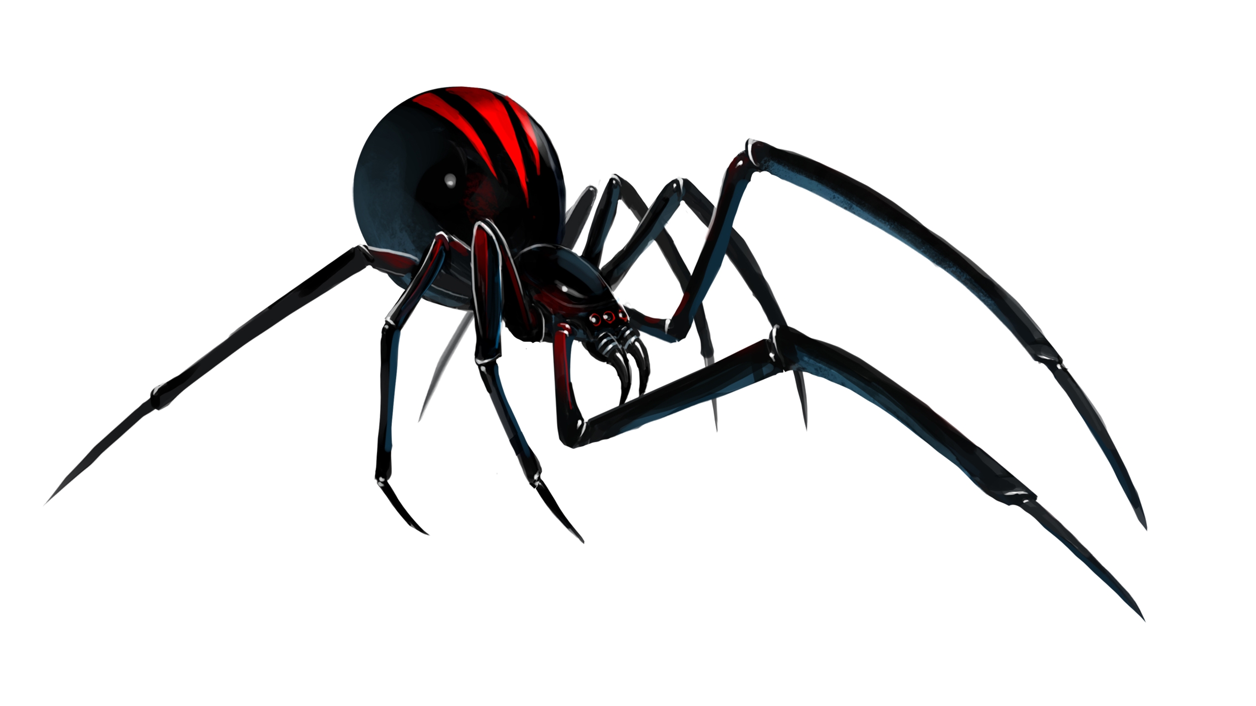 Animal Redback Spider 2560x1440