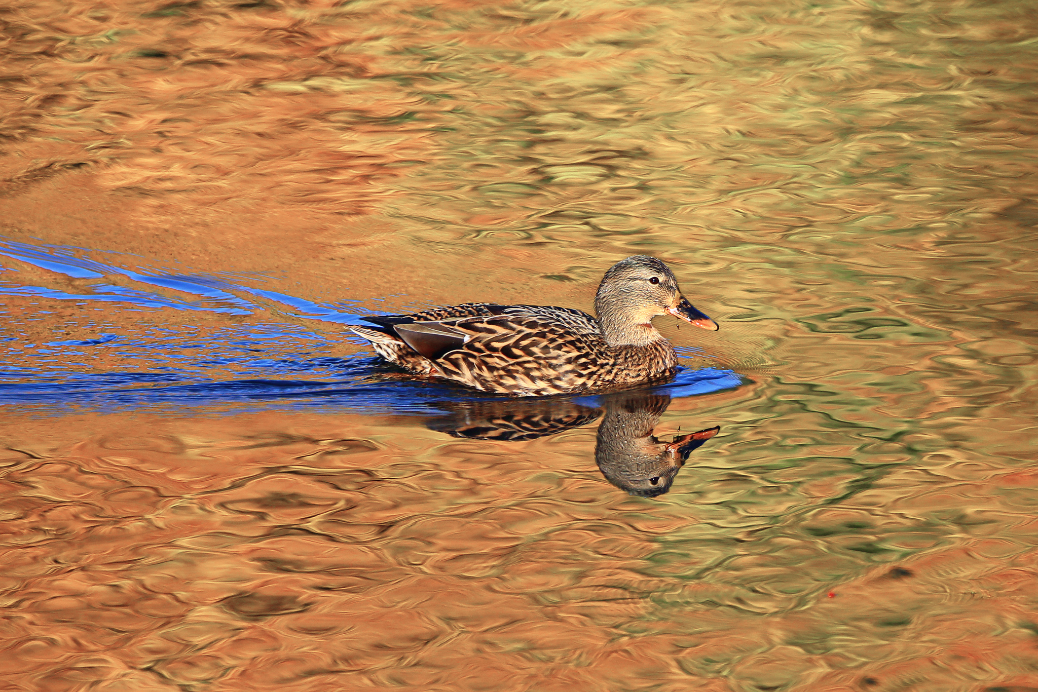 Bird Duck Mallard Reflection 2048x1366