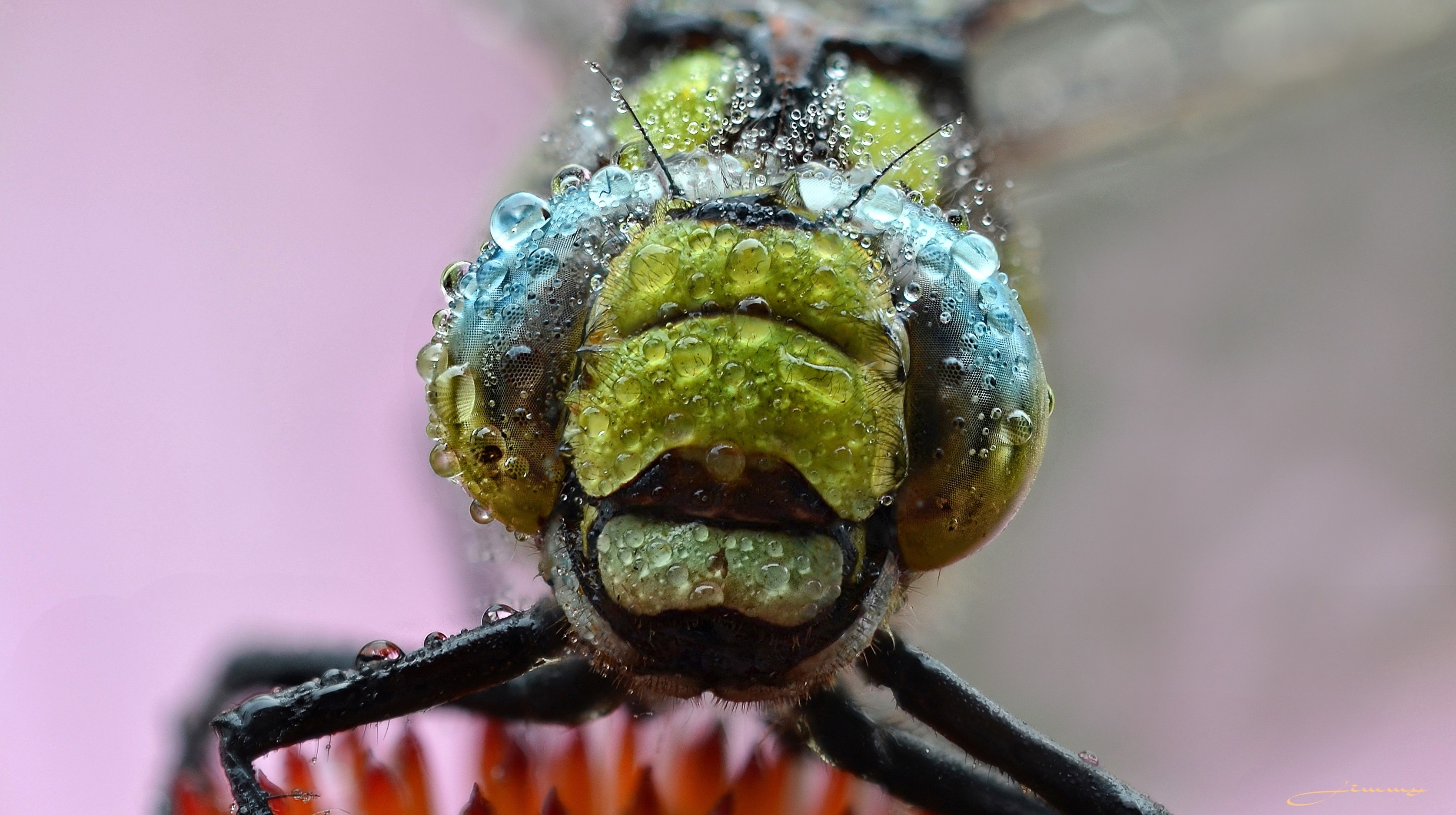 Dew Dragonfly Eye Head Macro 3350x1875