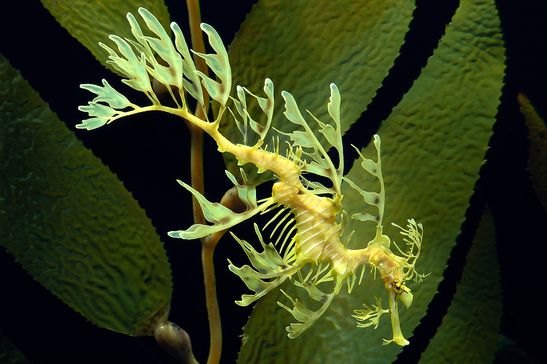 Leafy Seadragon Seahorse 1800x1197