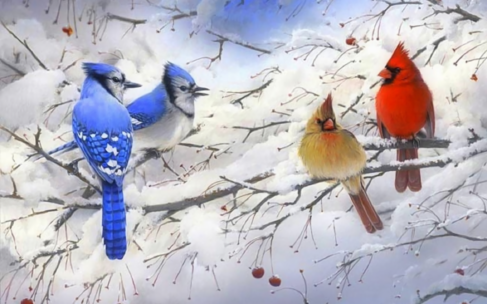 Bird Blue Jay Branch Cardinal Snow Tree Winter 1680x1050