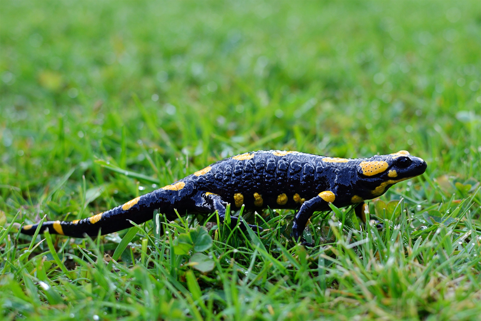 Amphibian Grass Salamander 1920x1280