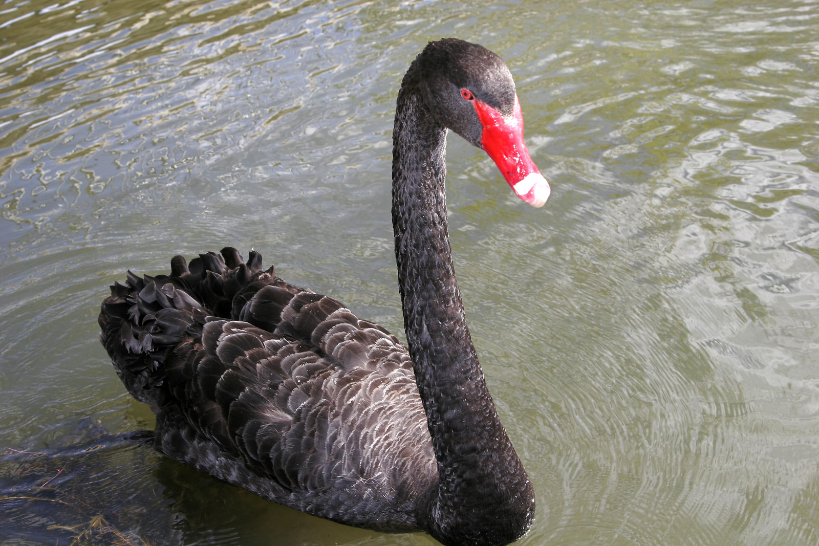 Animal Black Swan 1600x1067