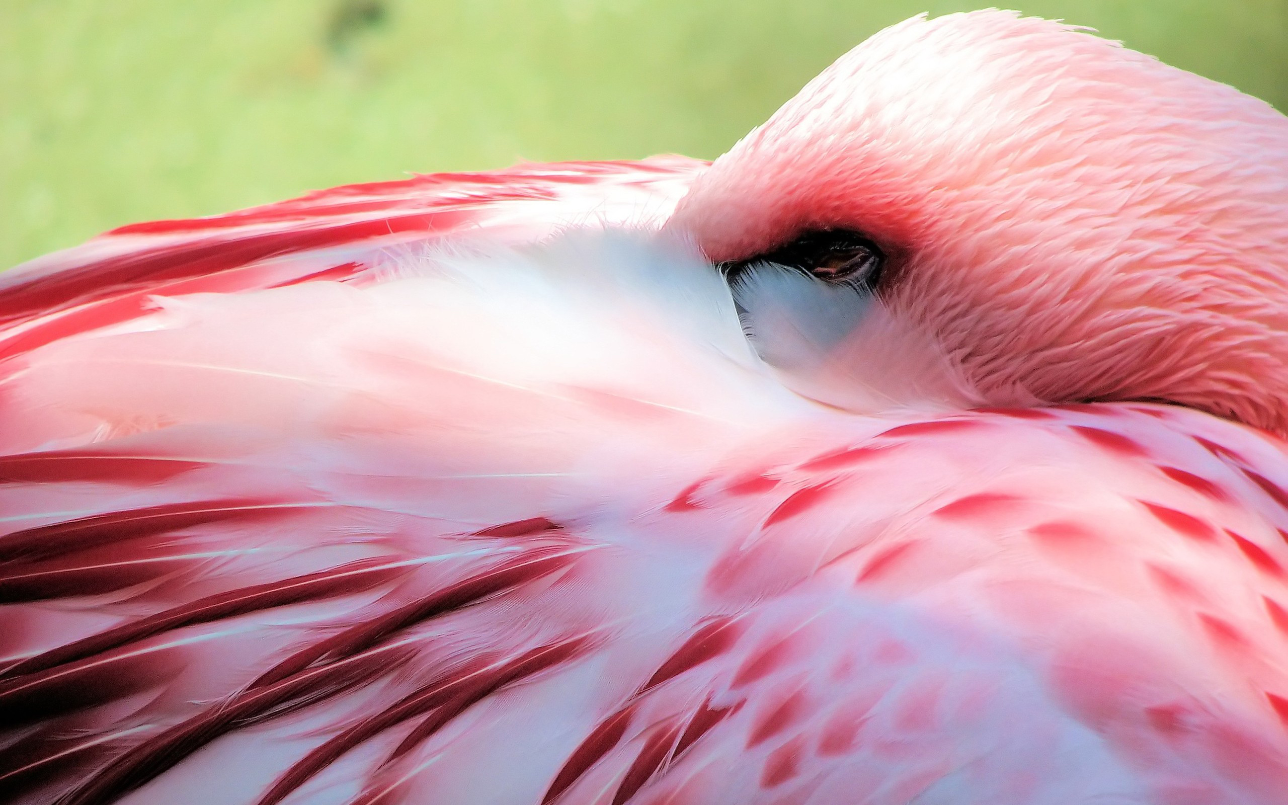 Animal Flamingo 2560x1600