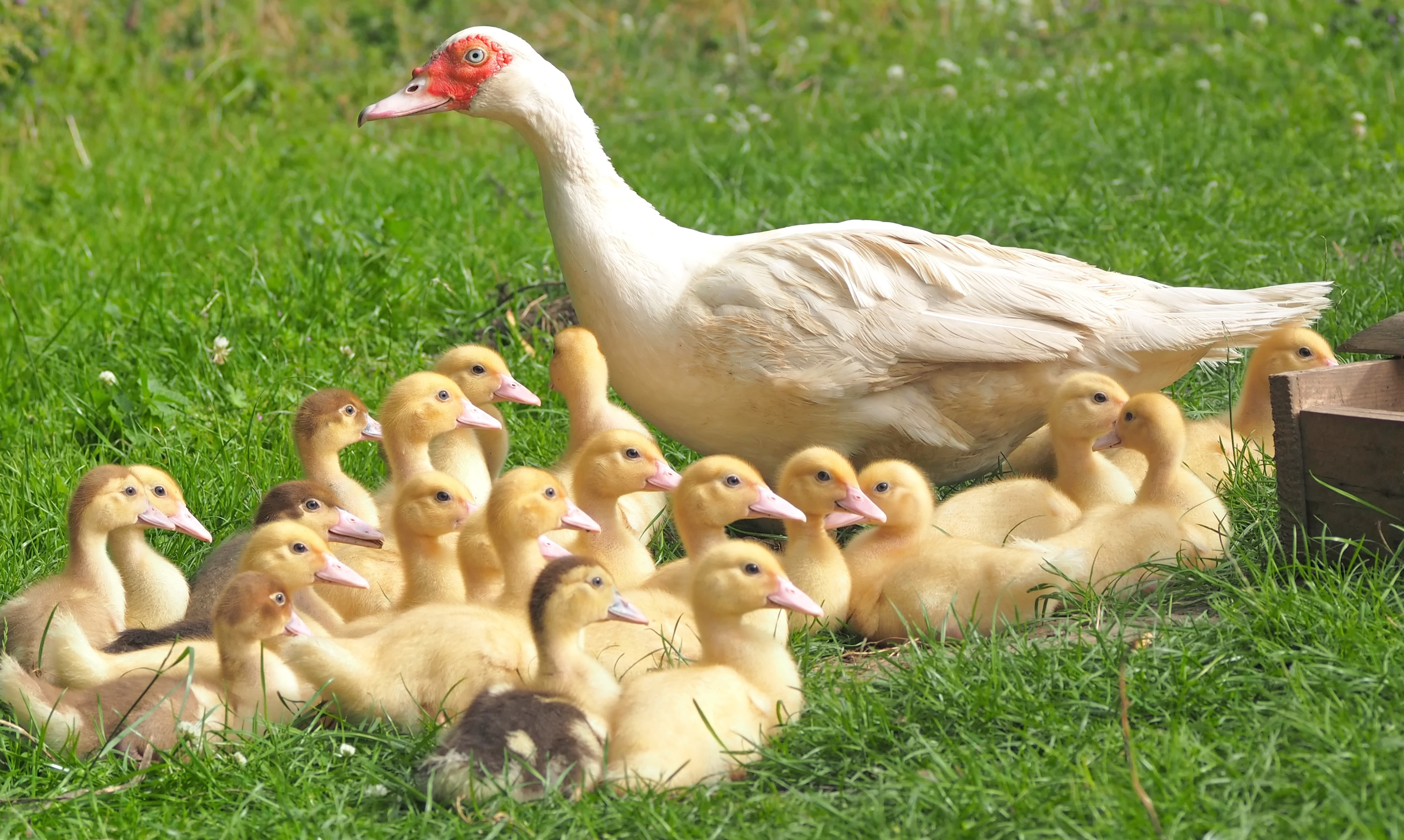 Baby Animal Duck Duckling 3890x2328