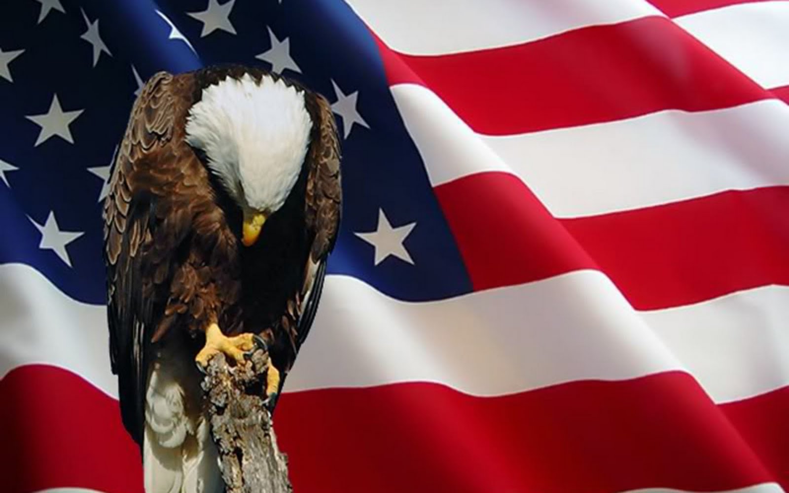 American Flag Bald Eagle Eagle Holiday Memorial Day 1600x1000