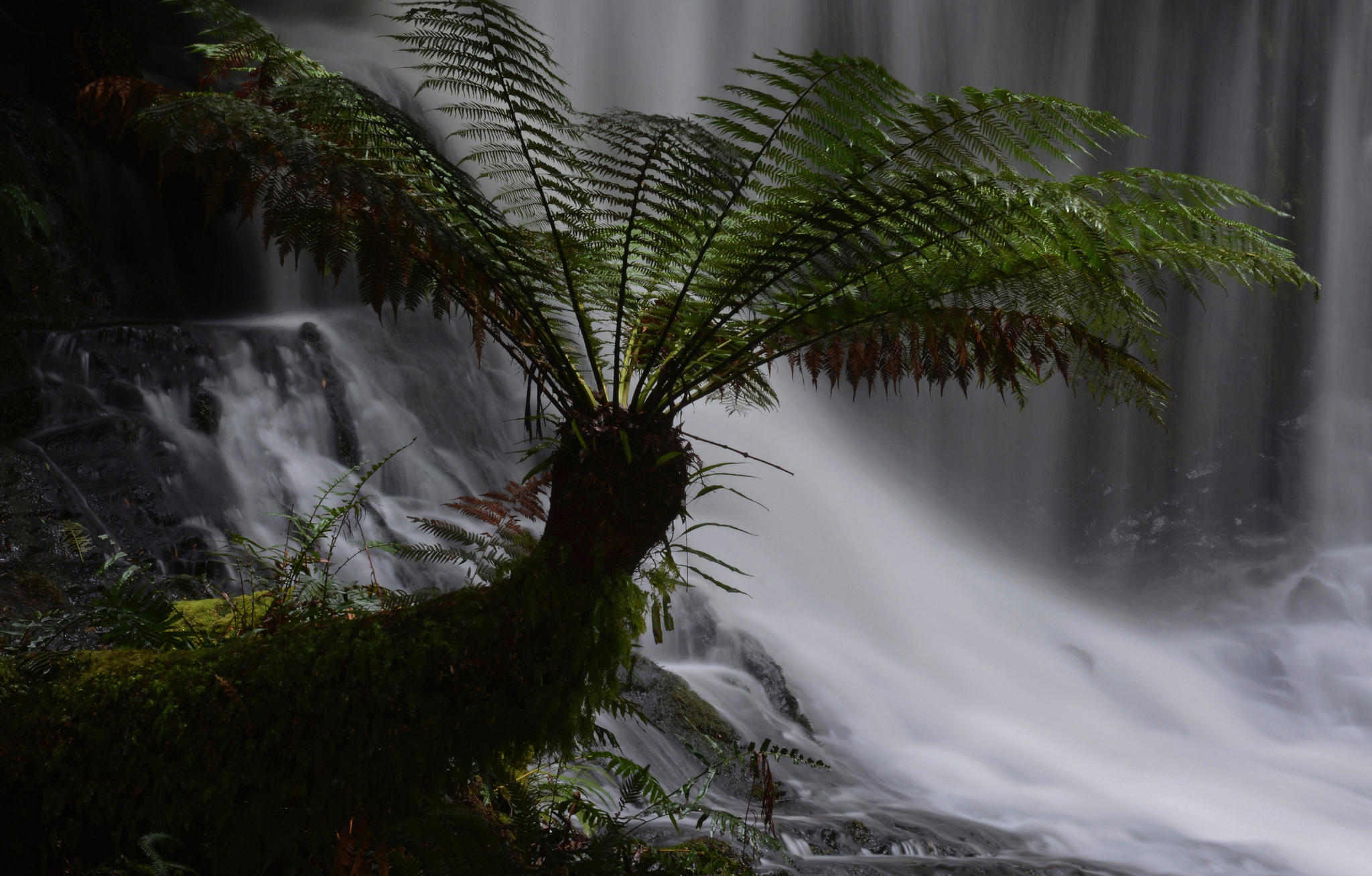 Fern Moss Nature Waterfall 2048x1307