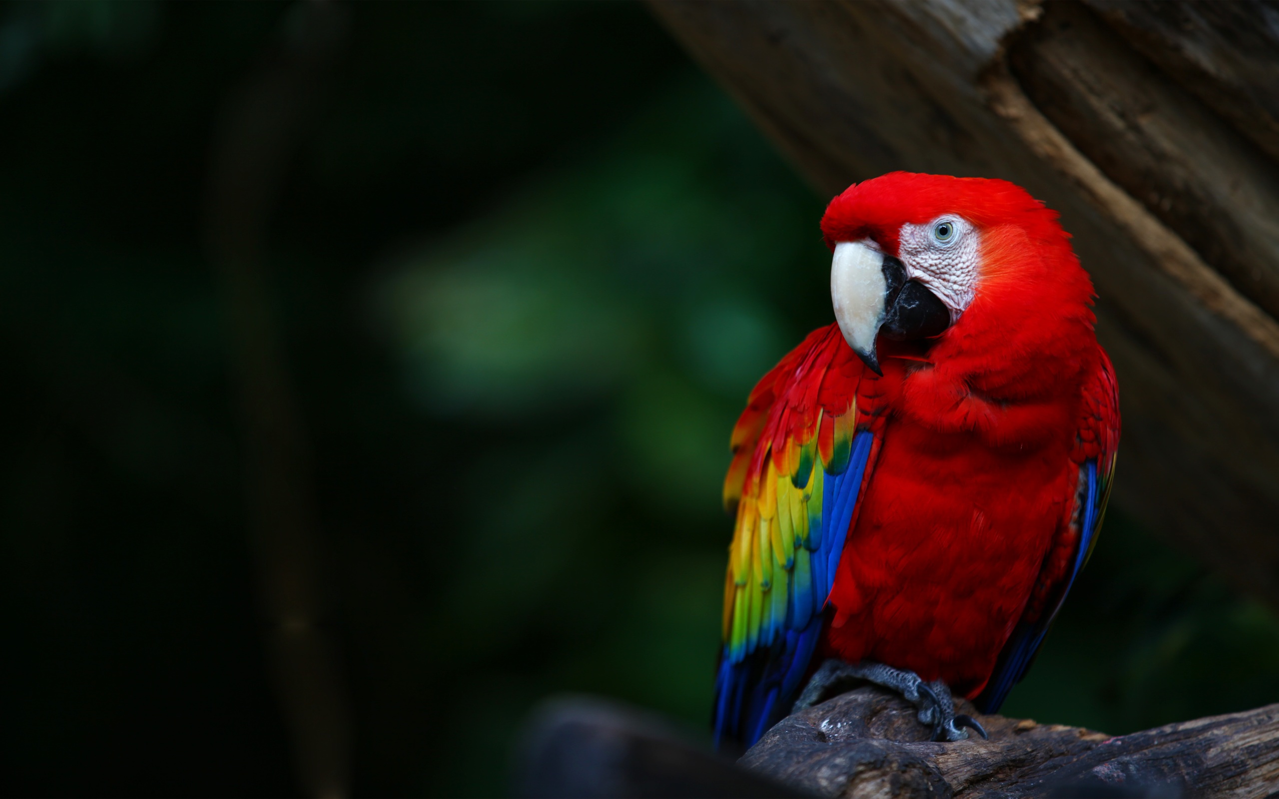 Animal Bird Macaw Mexico 2560x1600