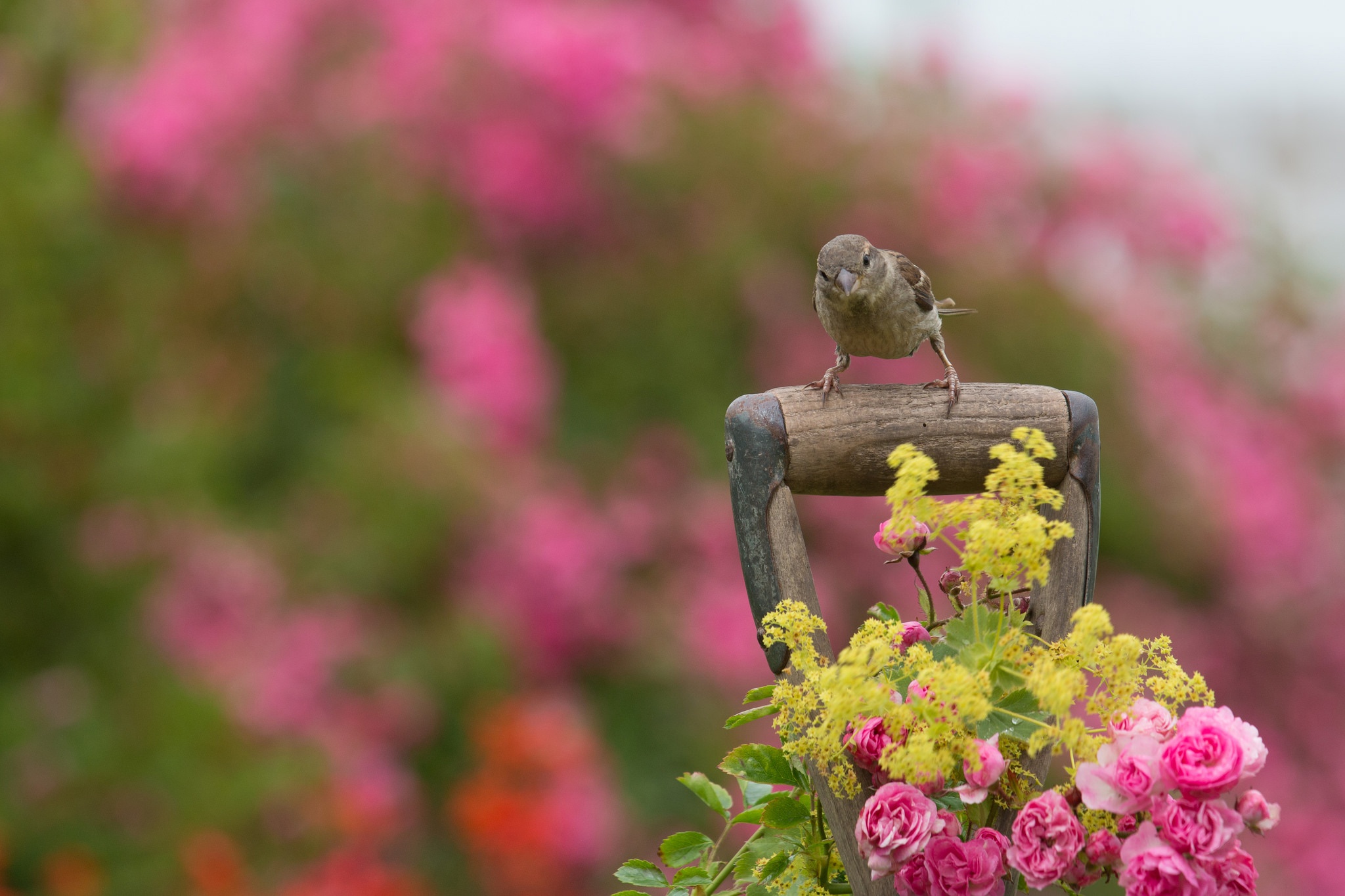 Bird Blur Flower Pink Flower Rose Sparrow 2048x1365