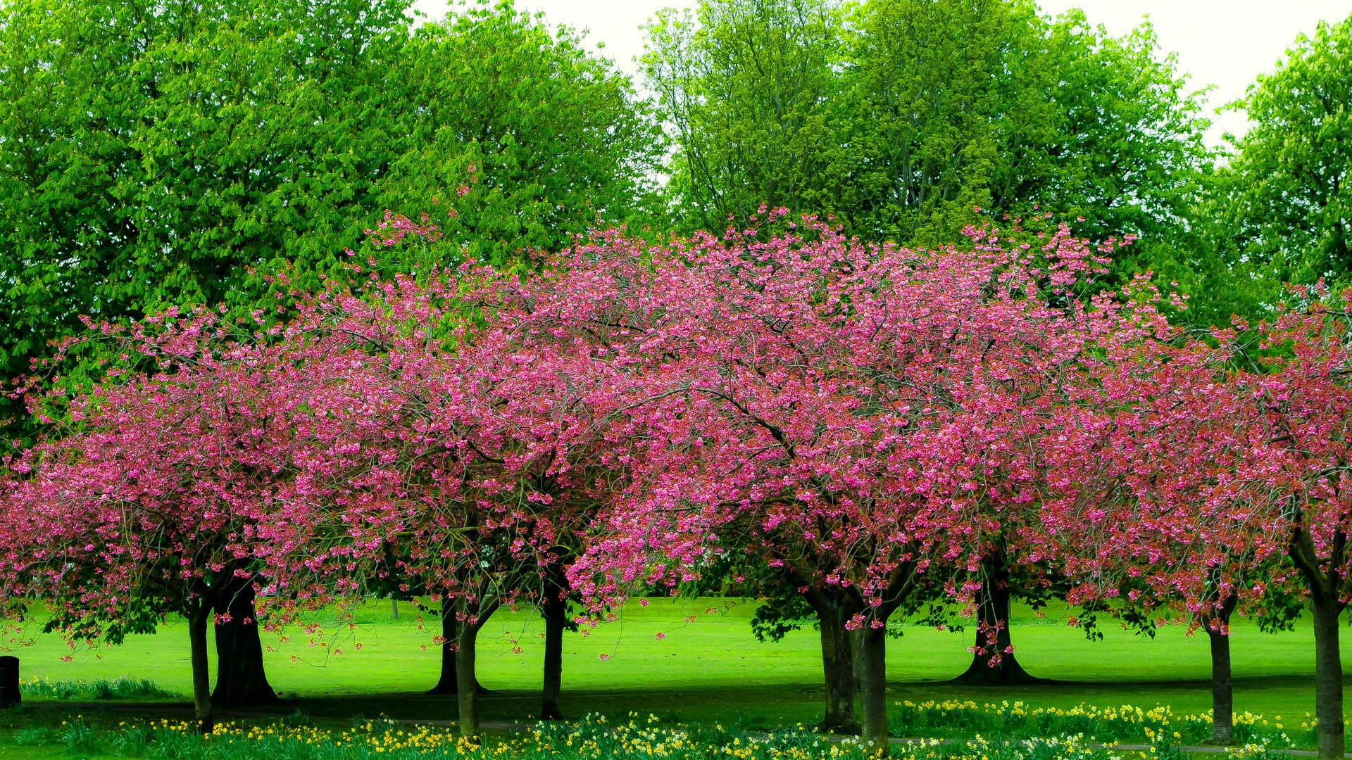 Blossom Earth Green Park Spring Tree 1920x1080