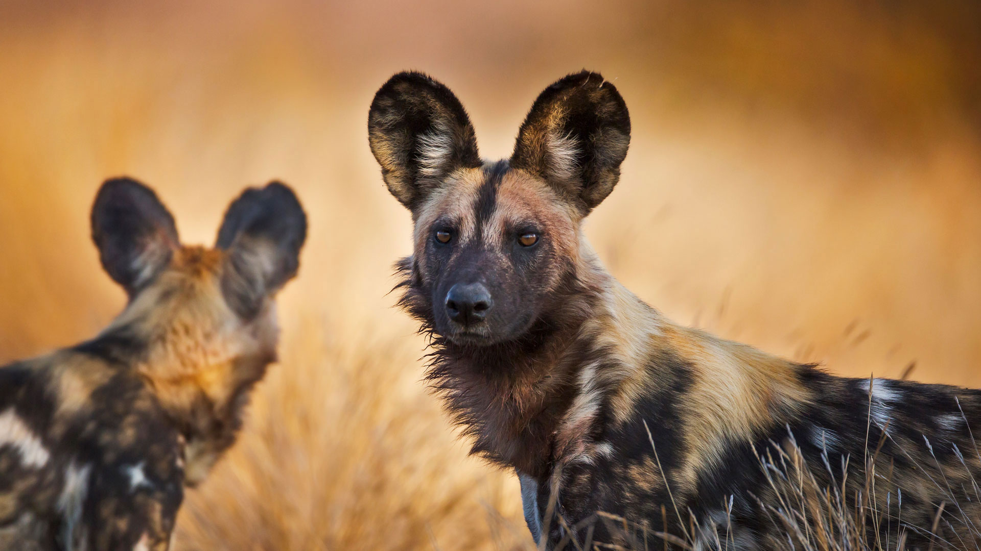 Africa Animal Dog Wild Dog Wildlife 1920x1080