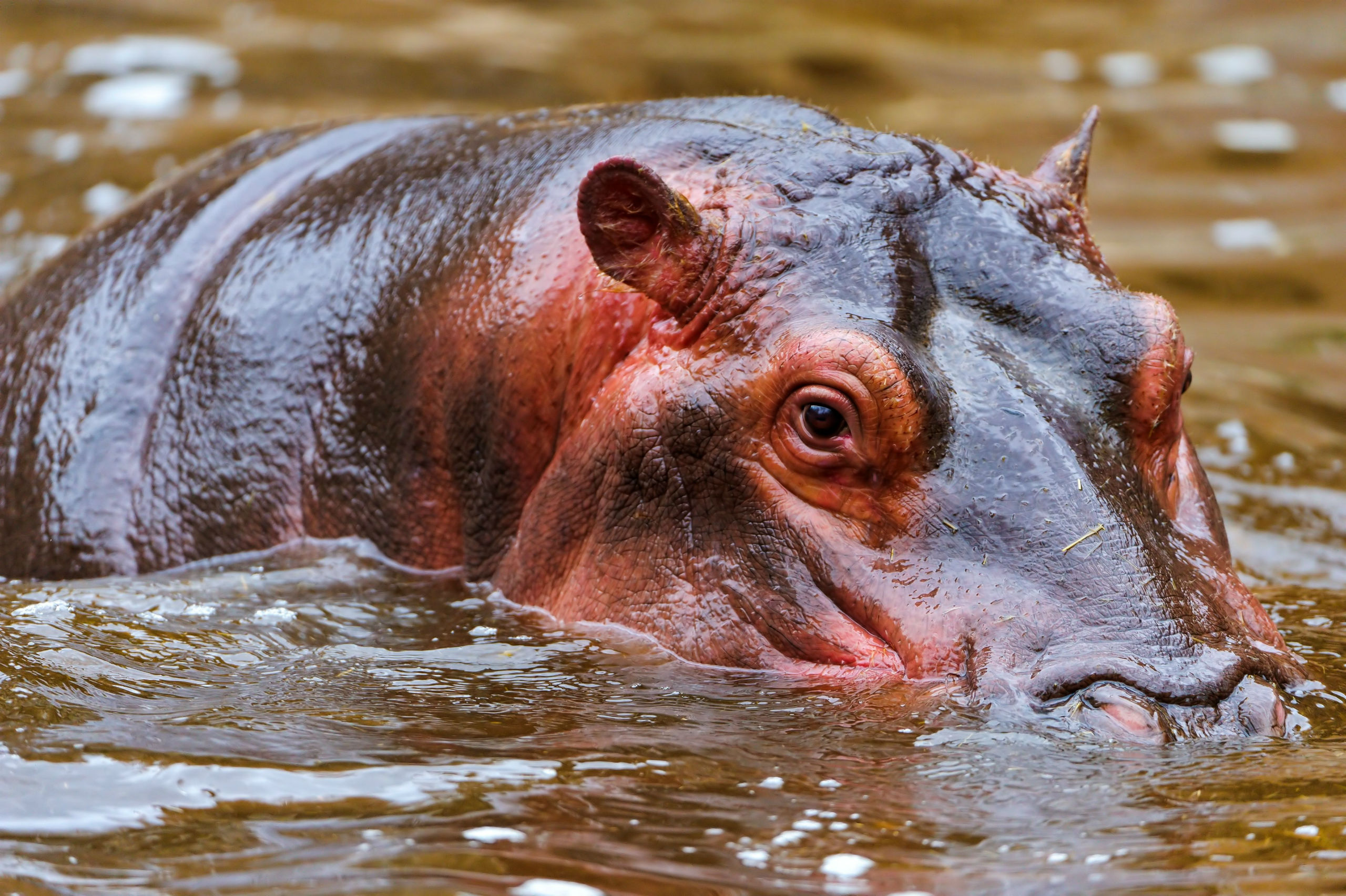 Animal Hippo 2560x1704