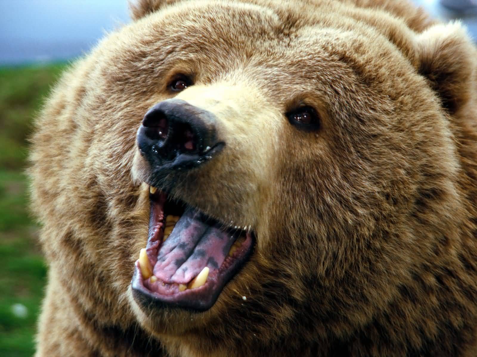 Grizzly Bear 1600x1200