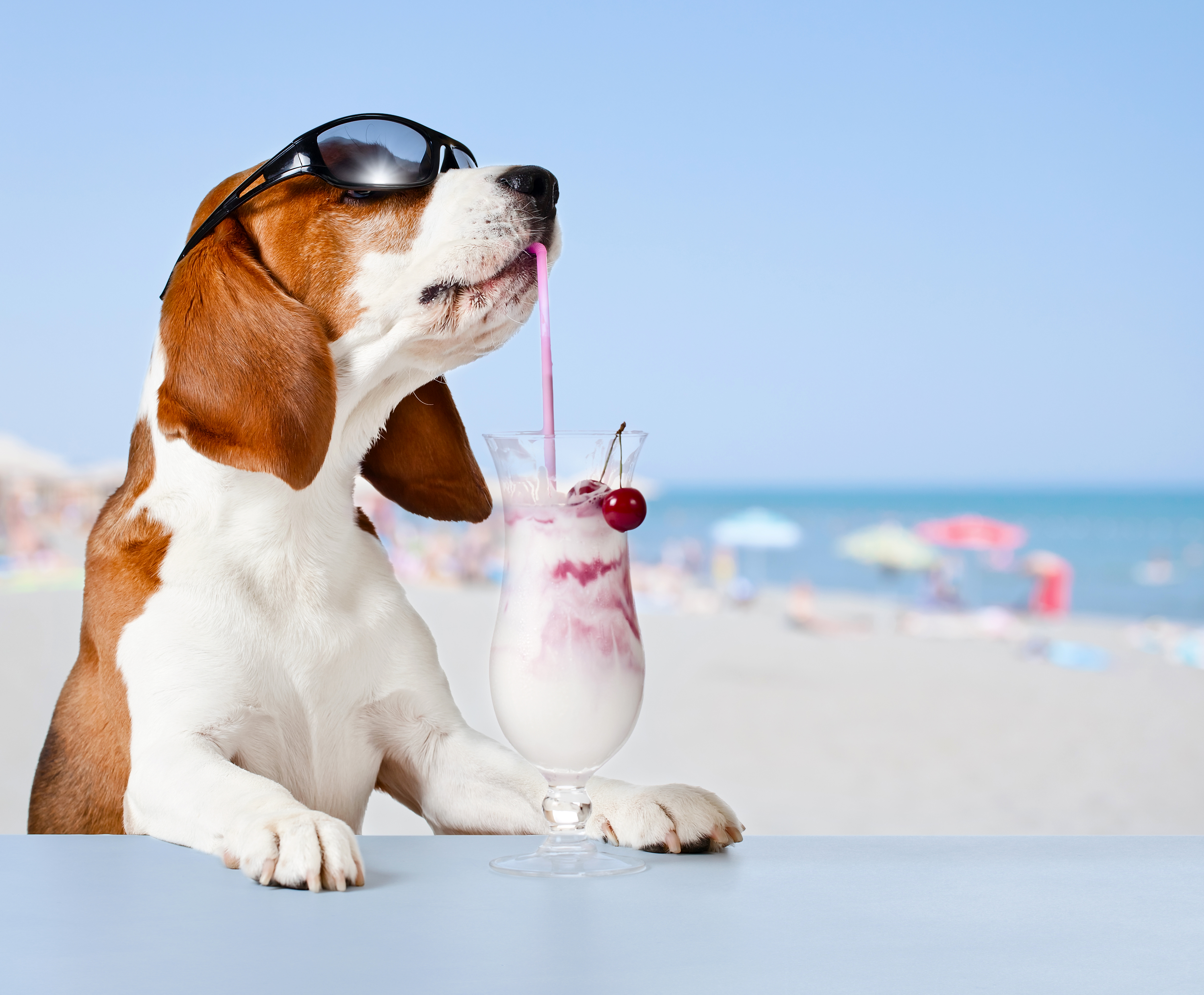 Basset Hound Dog Humor Milkshake Sunglasses 4946x4088