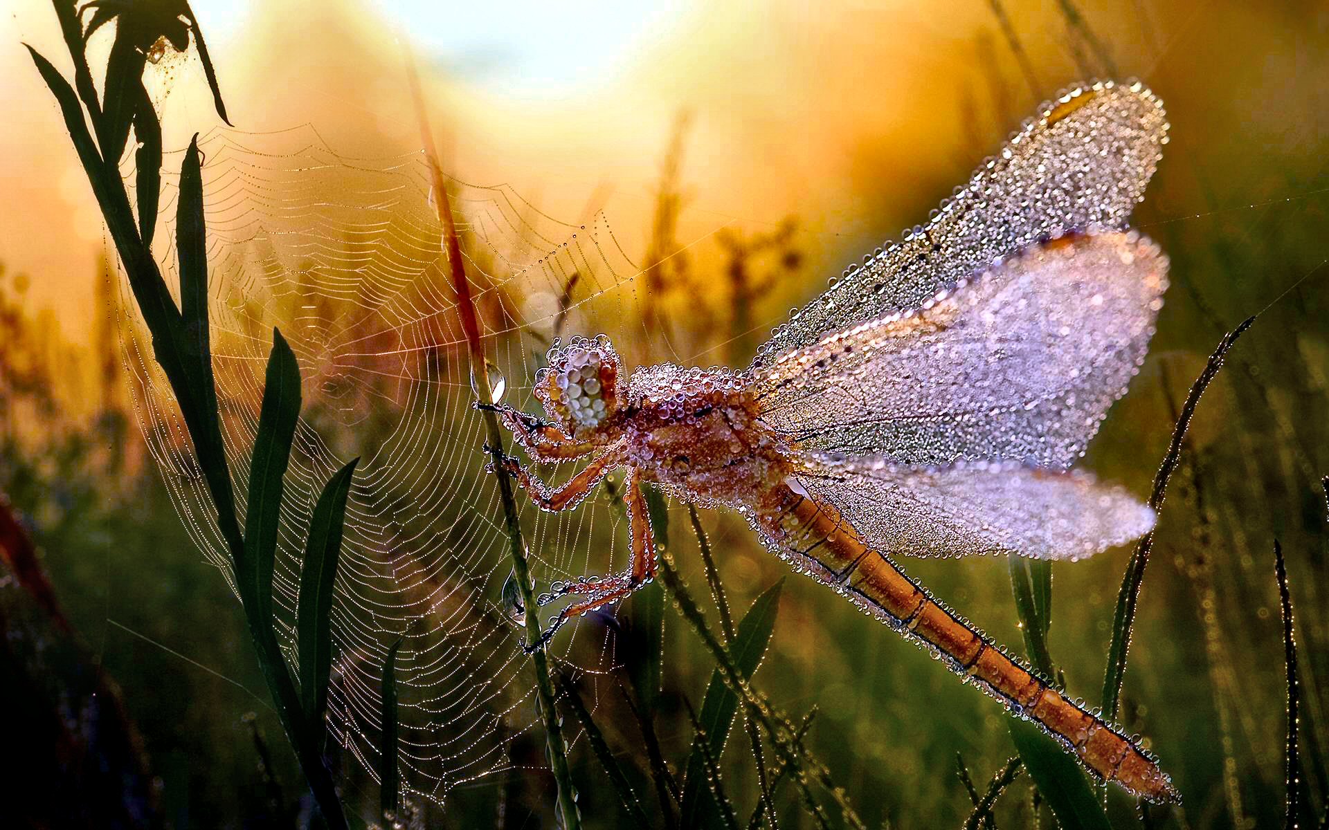 Animal Dew Dragonfly Insect Leaf Morning Spider Web 1920x1200