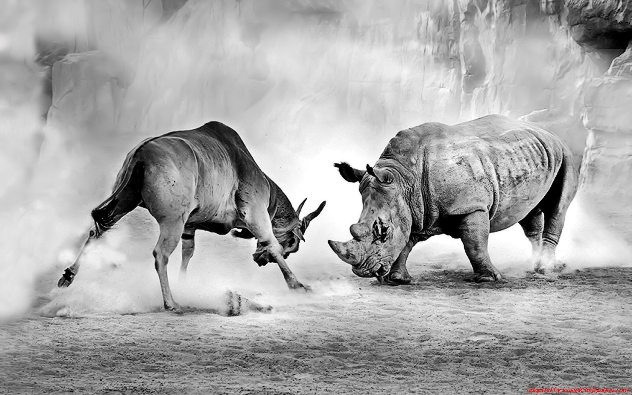 Animal Rhino 2560x1600