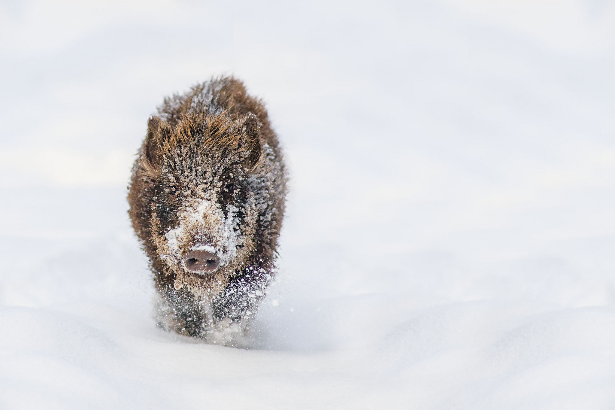 Animal Boar 2048x1365