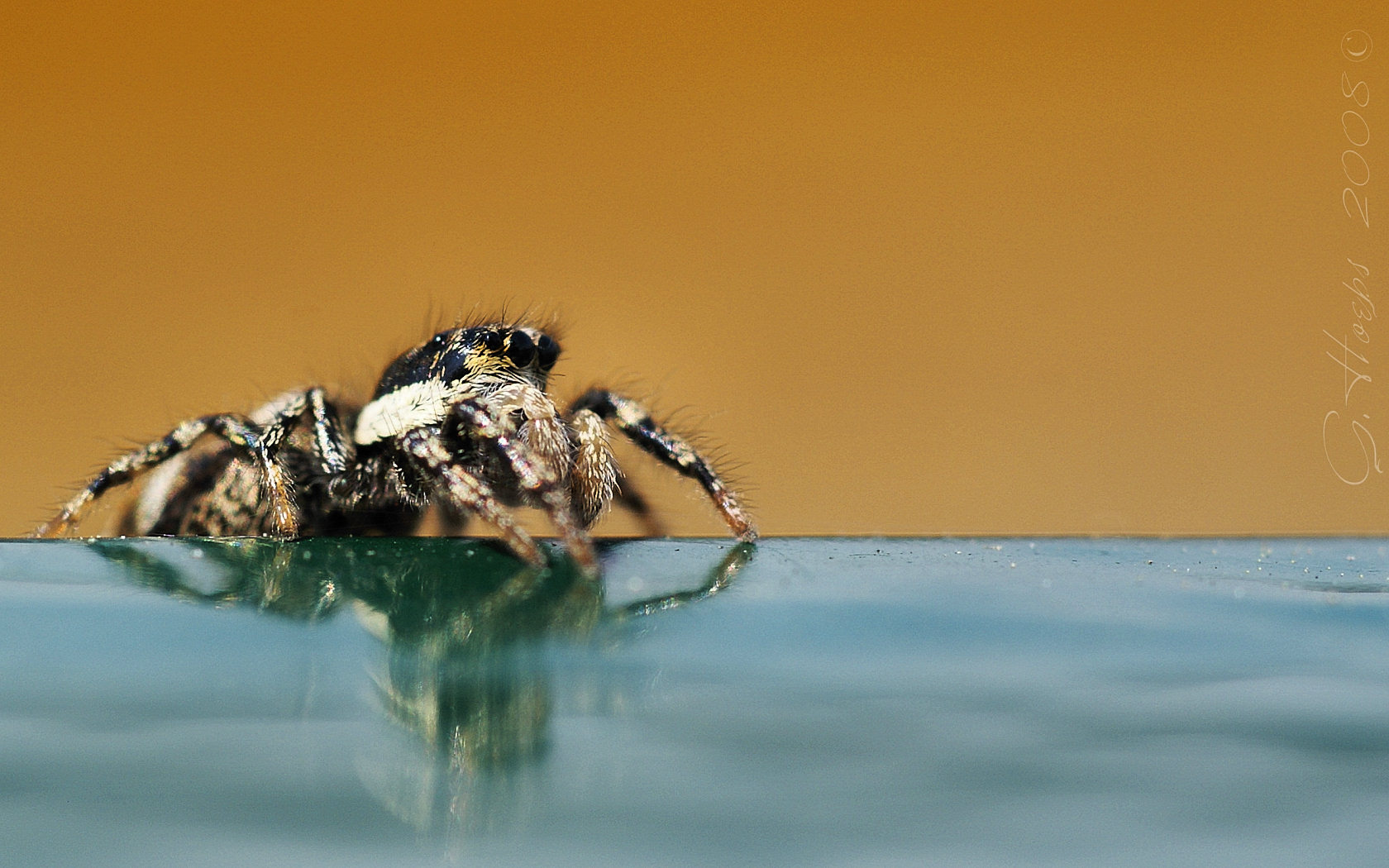 Jumping Spider 1680x1050