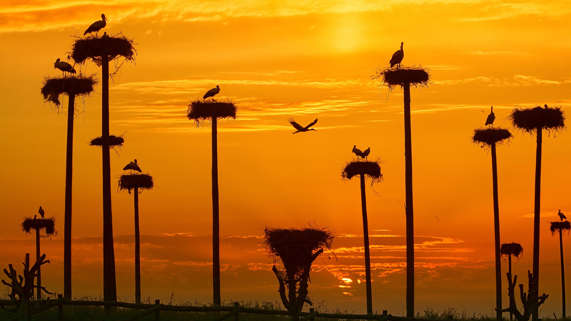 Nature Sunset Clouds Grass Sun Nests White Stork Spain 1920x1080