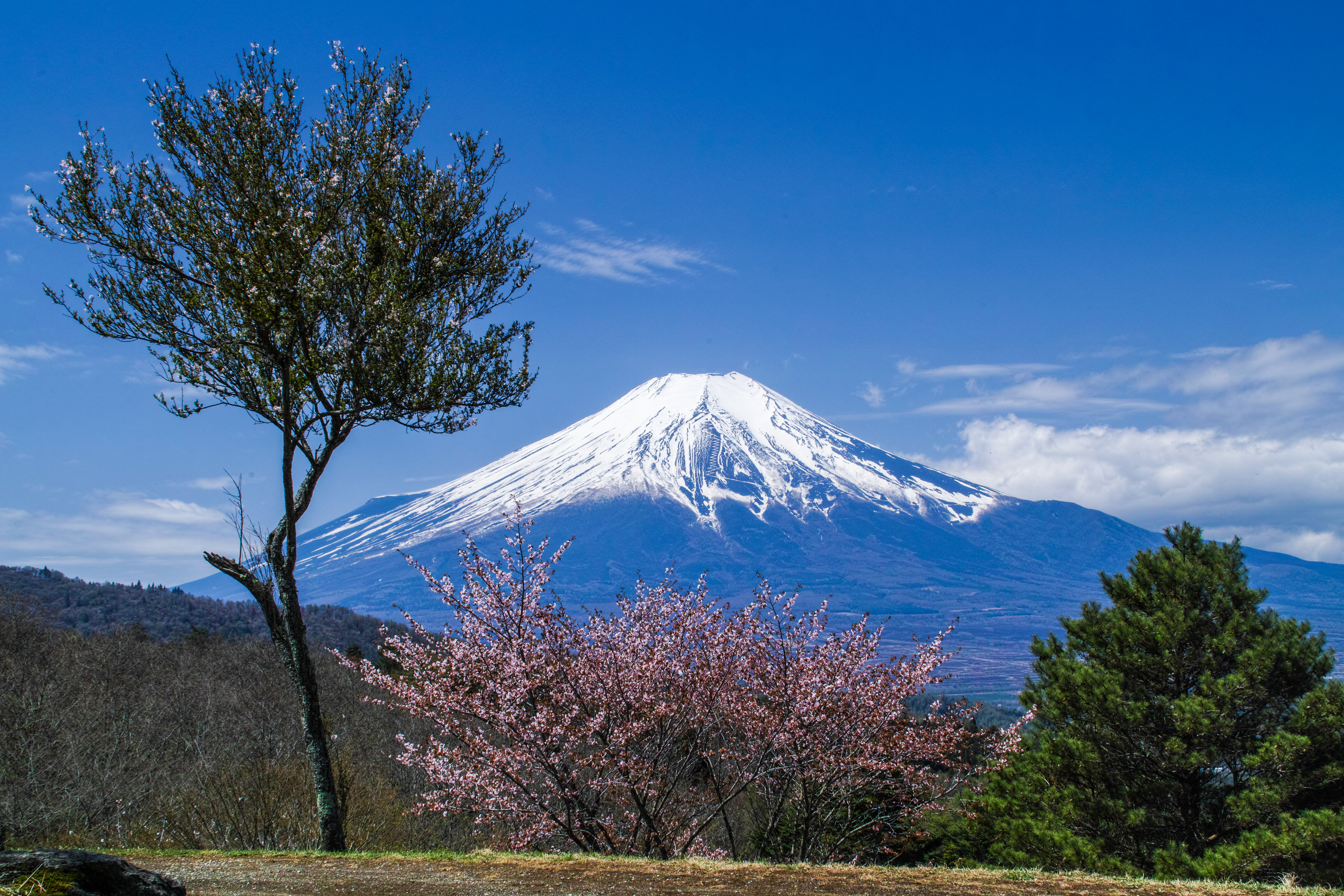 Cherry Blossom Cherry Tree Japan Mount Fuji Sakura Spring Summit Volcano 4301x2867