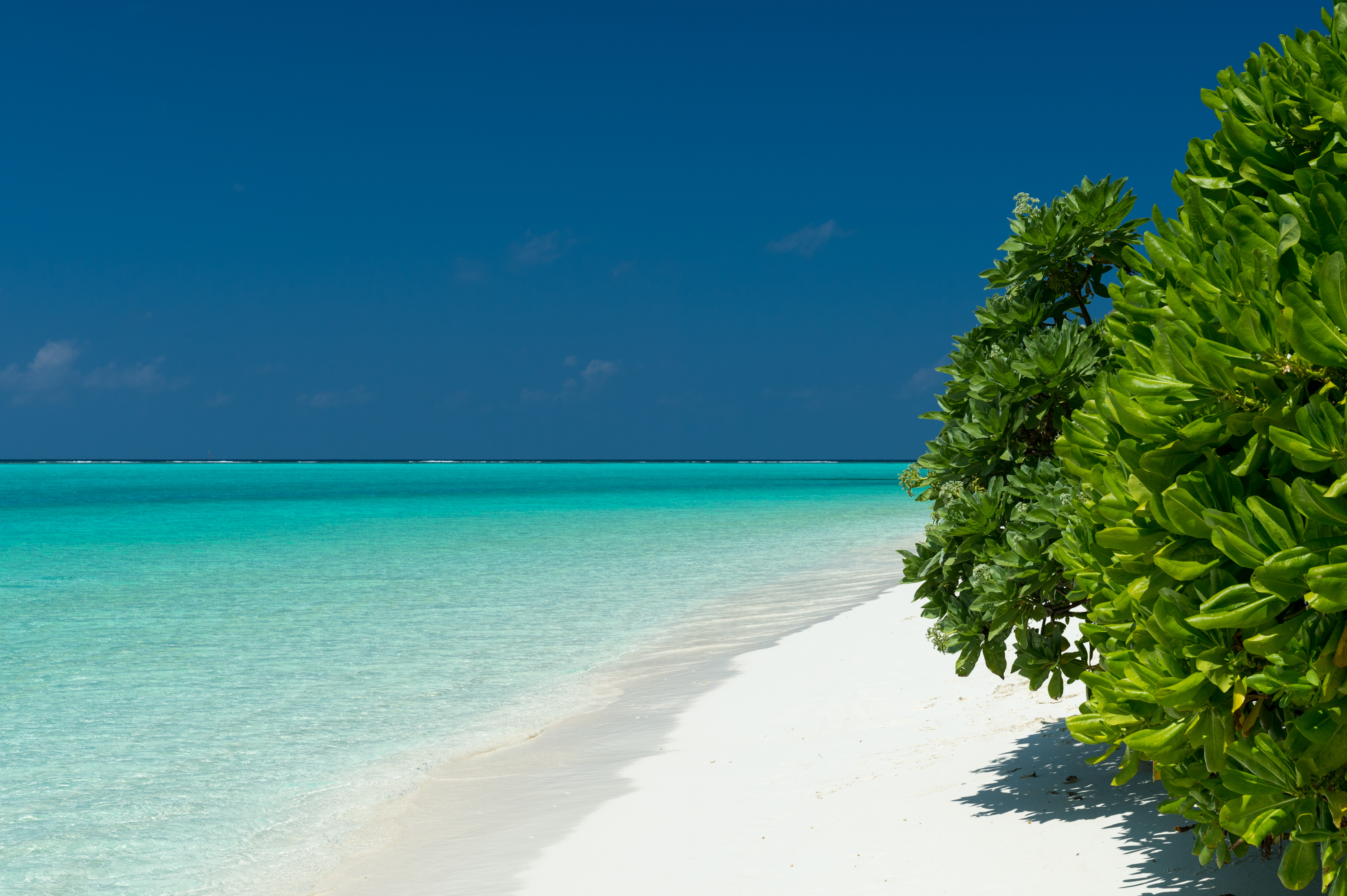 Horizon Maldives Ocean Sea Tree Tropical Turquoise 4450x2962