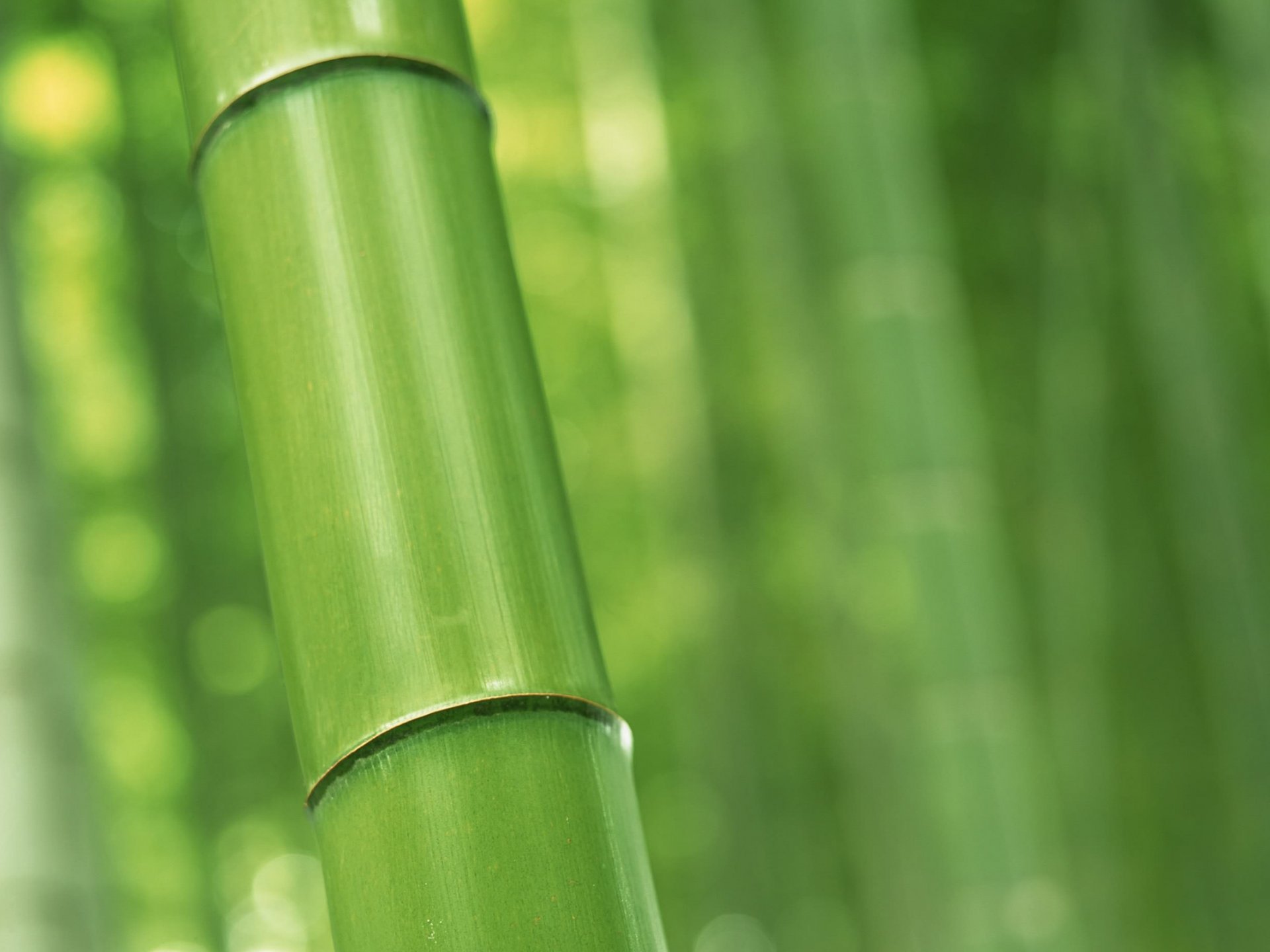 Earth Bamboo 1920x1440