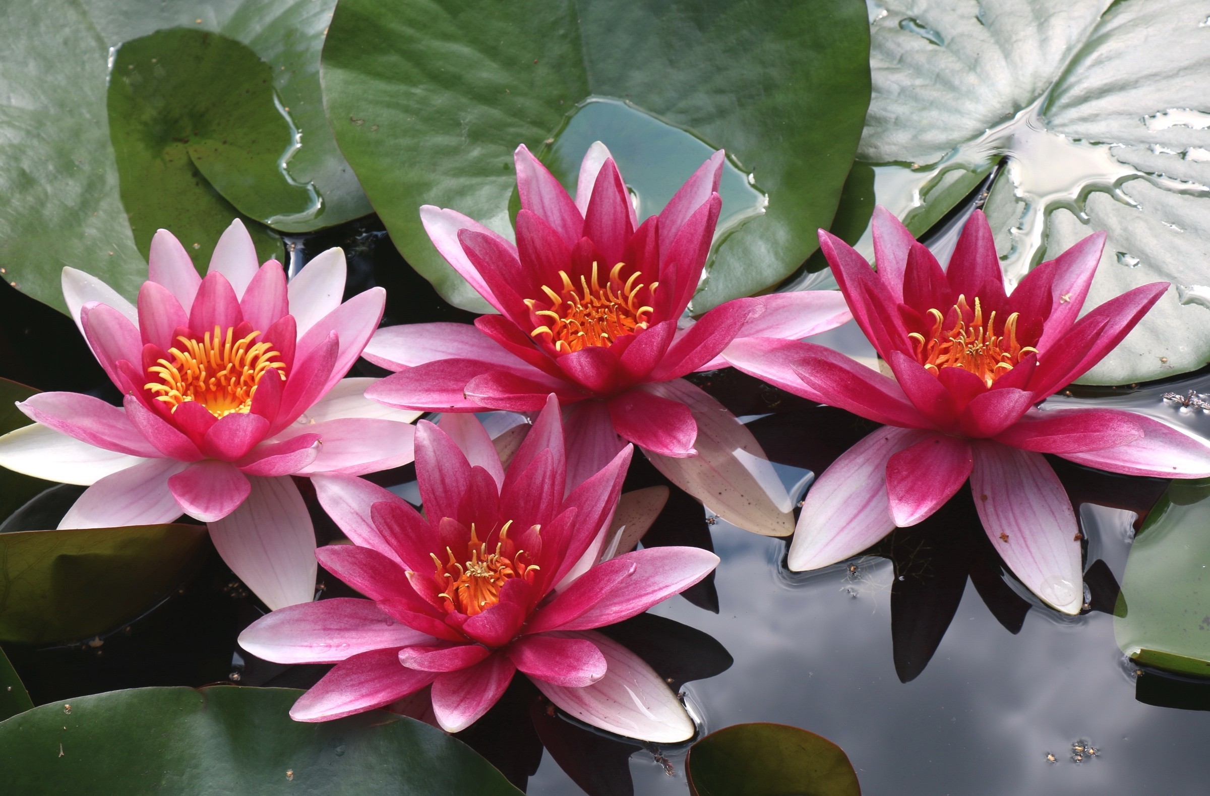 Water Lily 2400x1579