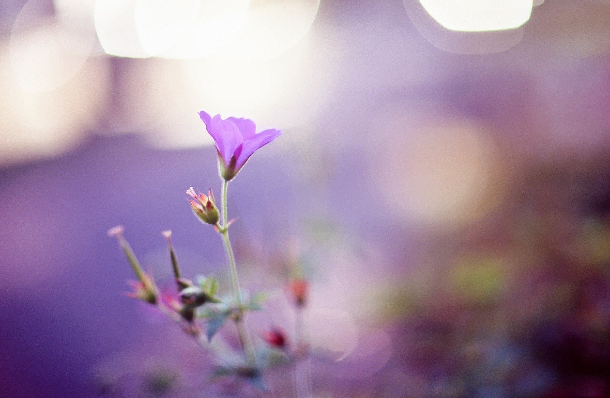 Bokeh Bud Purple Flower 2400x1568