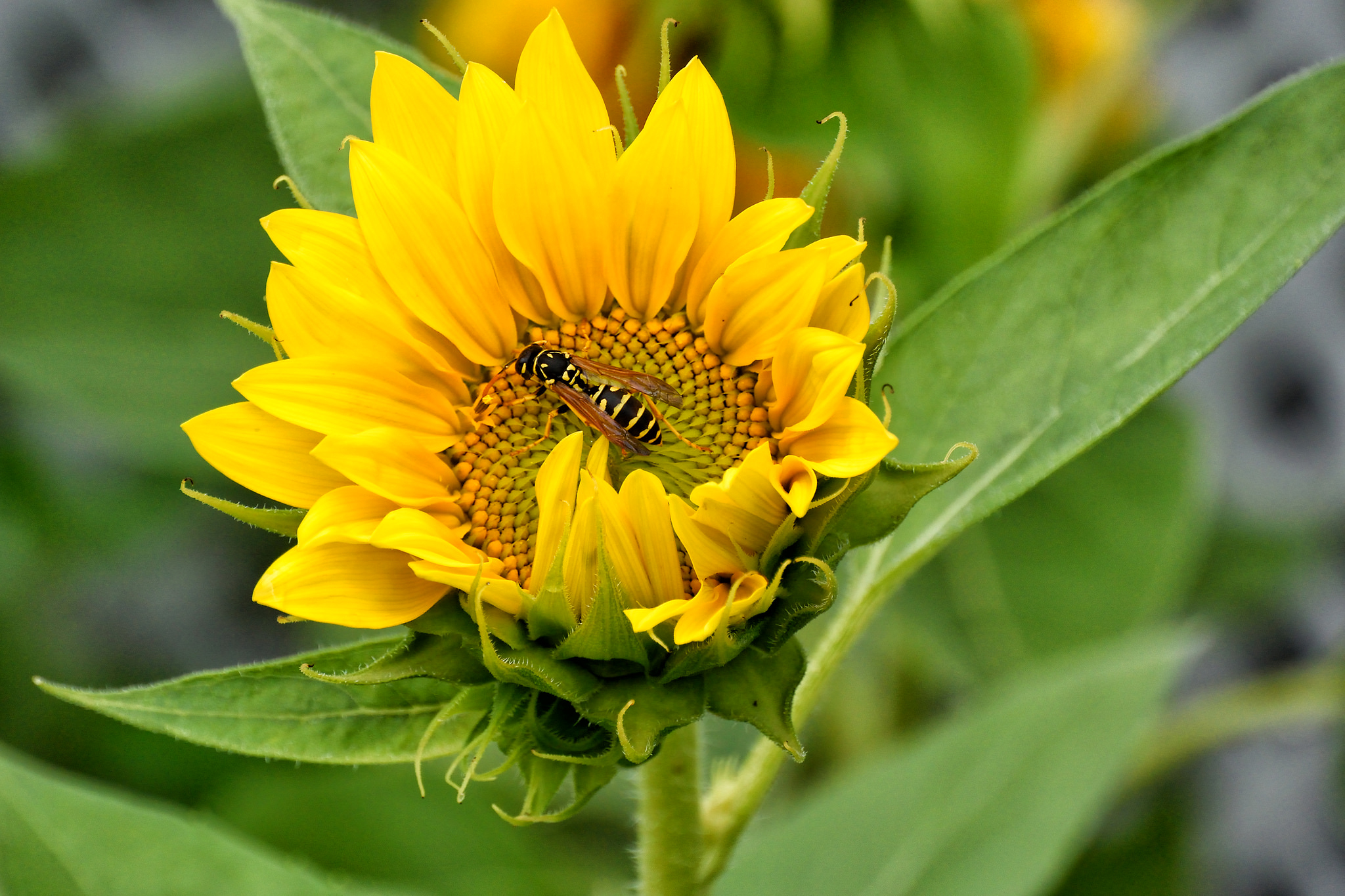 Close Up Flower Insect Nature Sunflower Wasp Yellow Flower 2048x1365