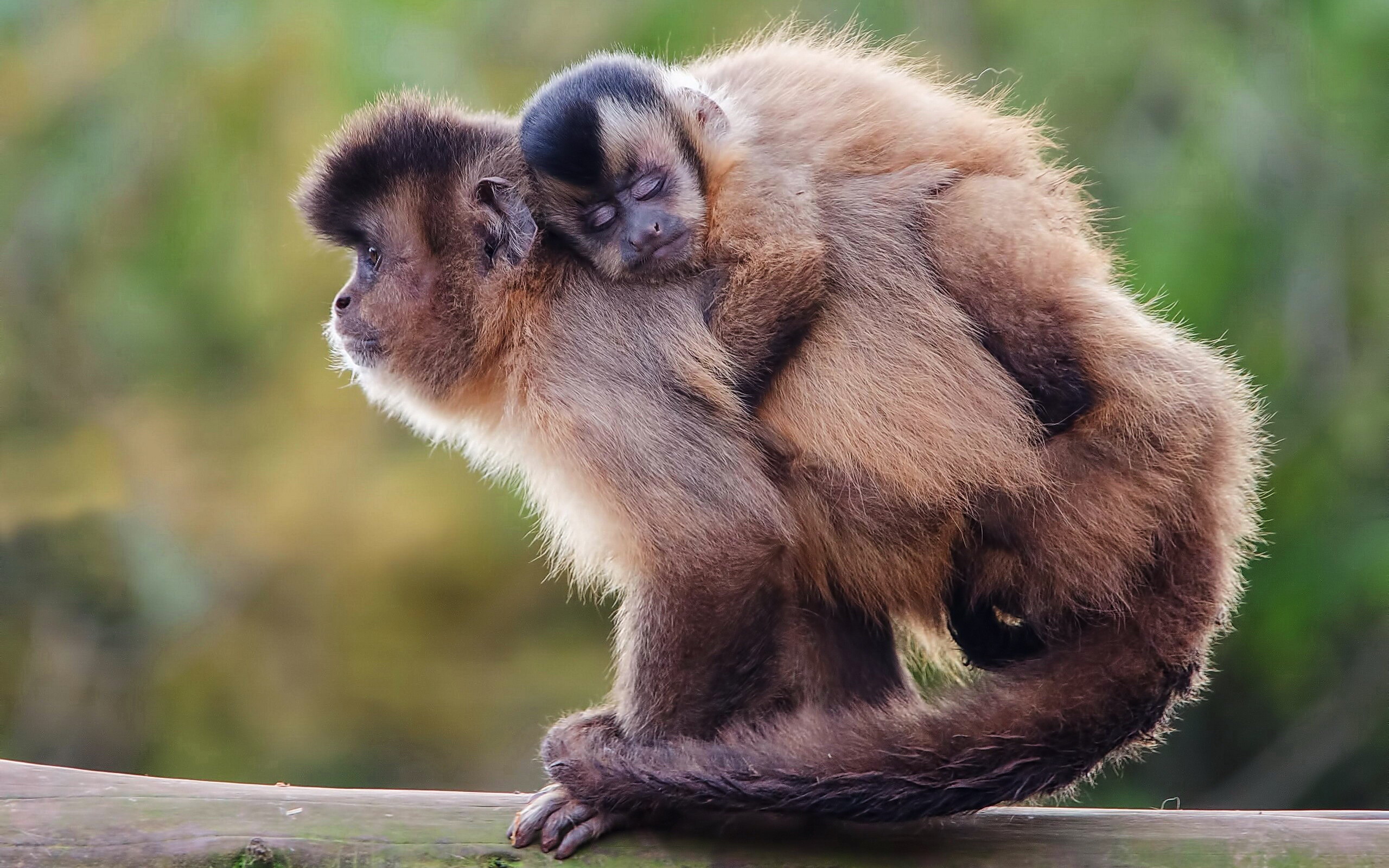 Animal Baby Animal Capuchin Love Monkey Primate 2560x1600