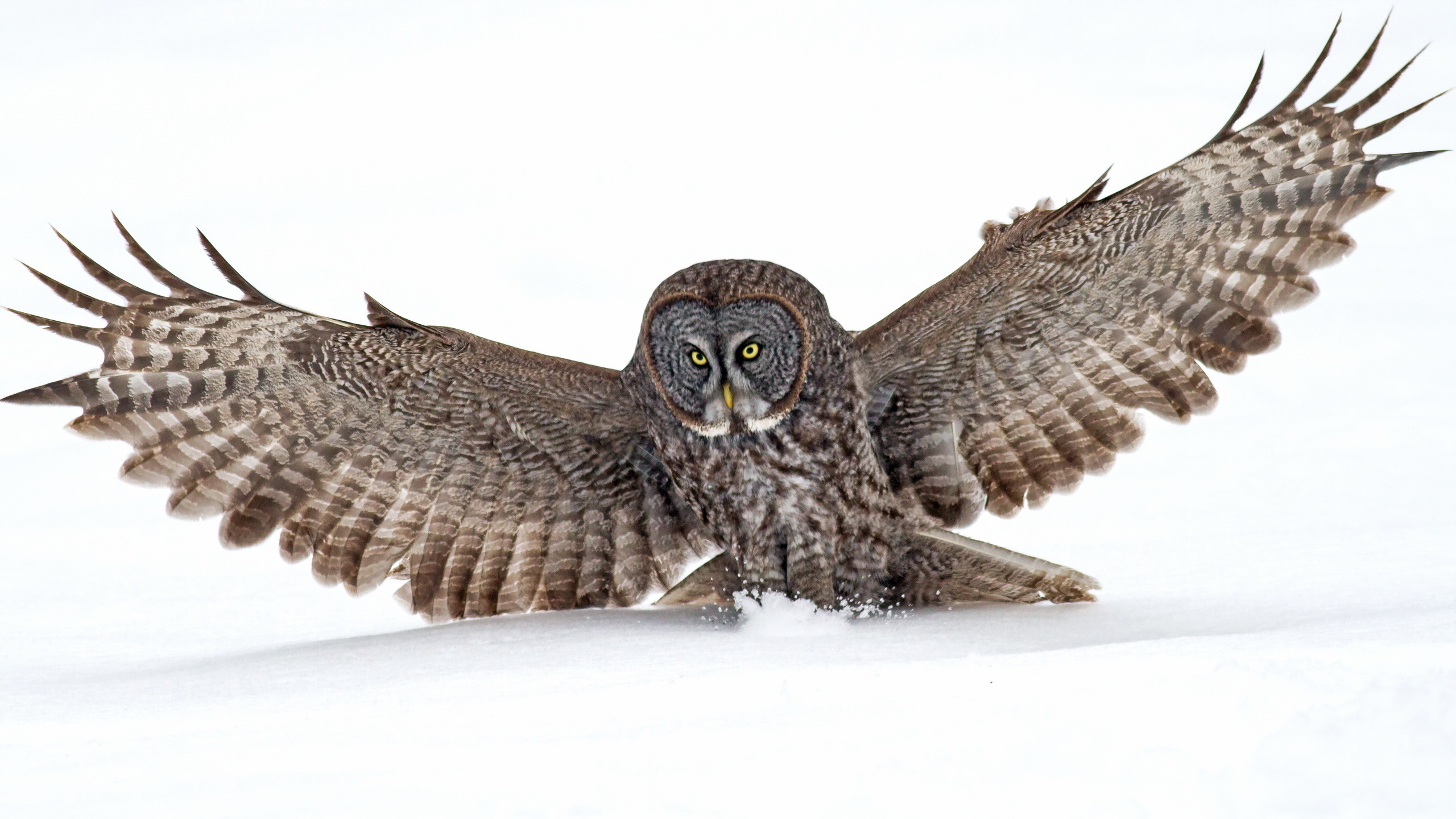 Animal Great Grey Owl 2560x1440