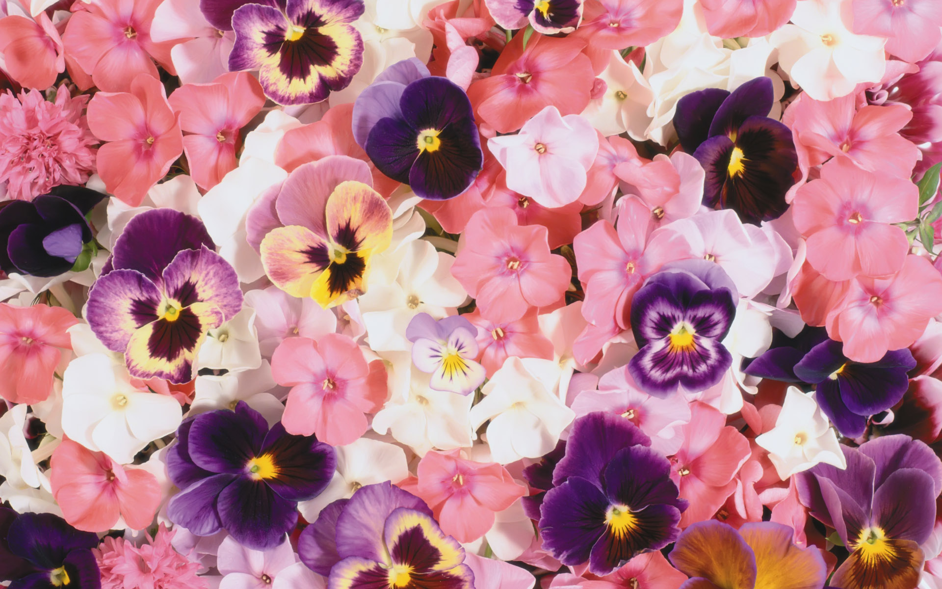 Earth Pansy Pink Flower Purple Flower White Flower 1920x1200