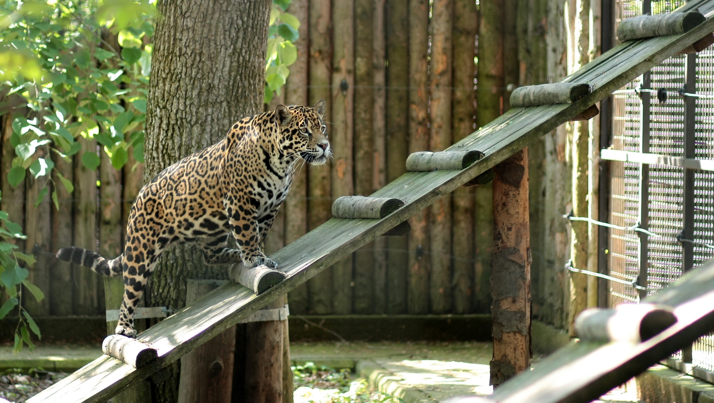 Animal Big Cat Jaguar Zoo Predator Animal 2488x1406