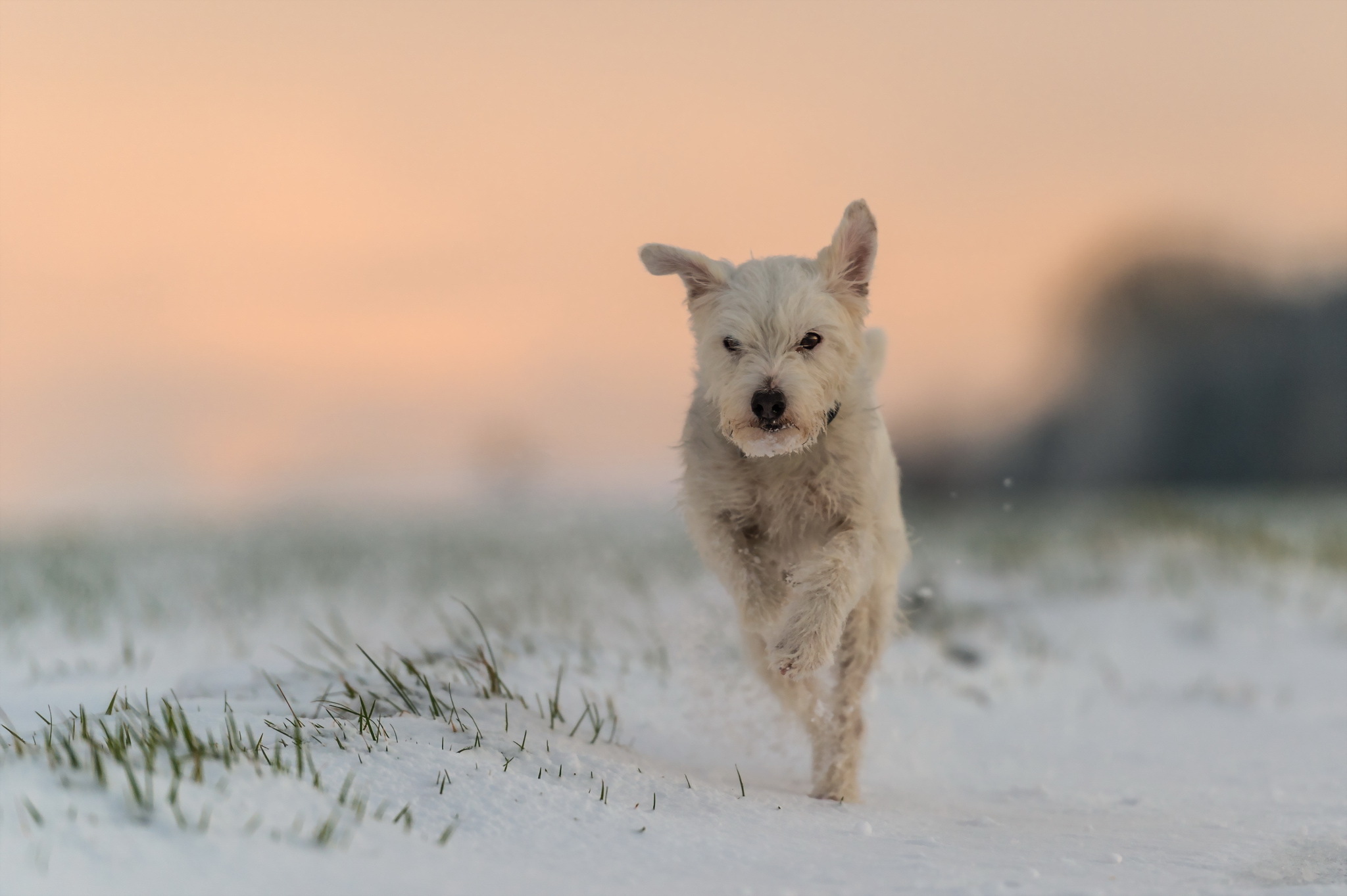 Depth Of Field Dog Jack Russell Terrier Running Sand 2048x1363
